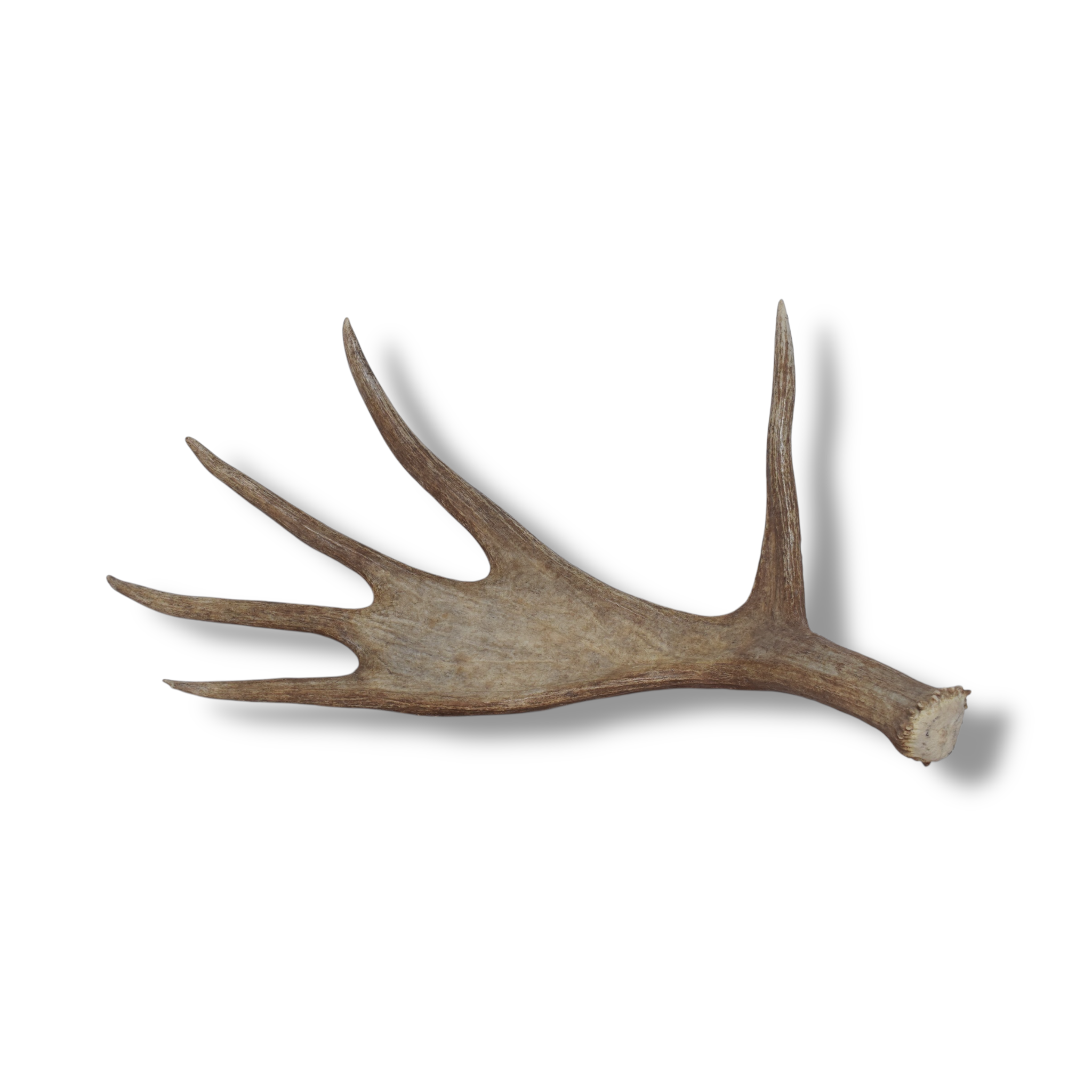 Moose Antler | Small Size | 01
