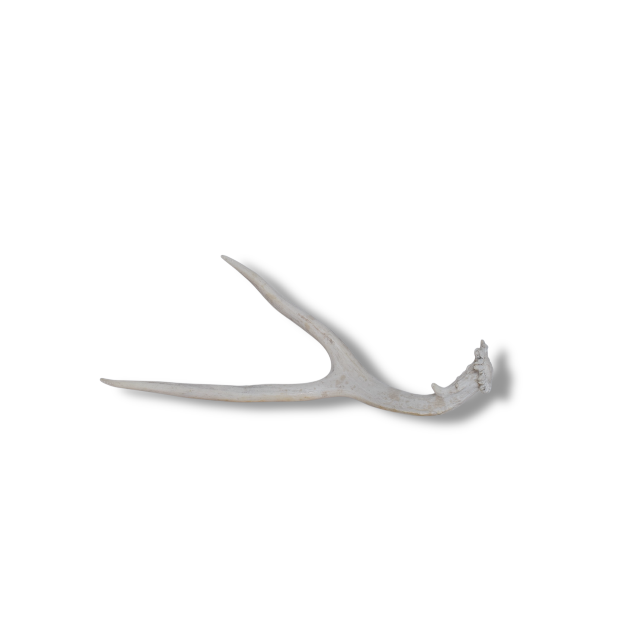 Mule Deer Antler | 14