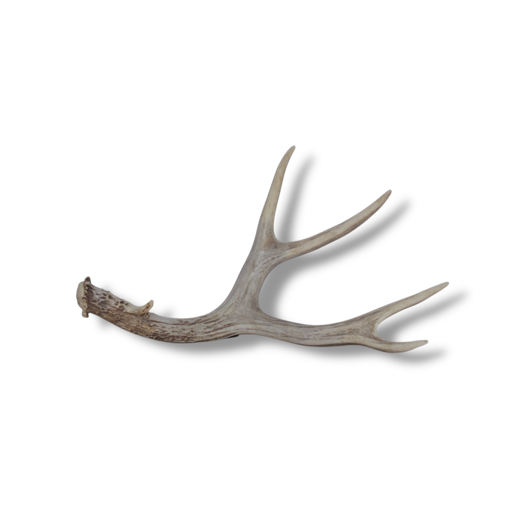 Mule Deer Antler | 13 | SOLD OUT
