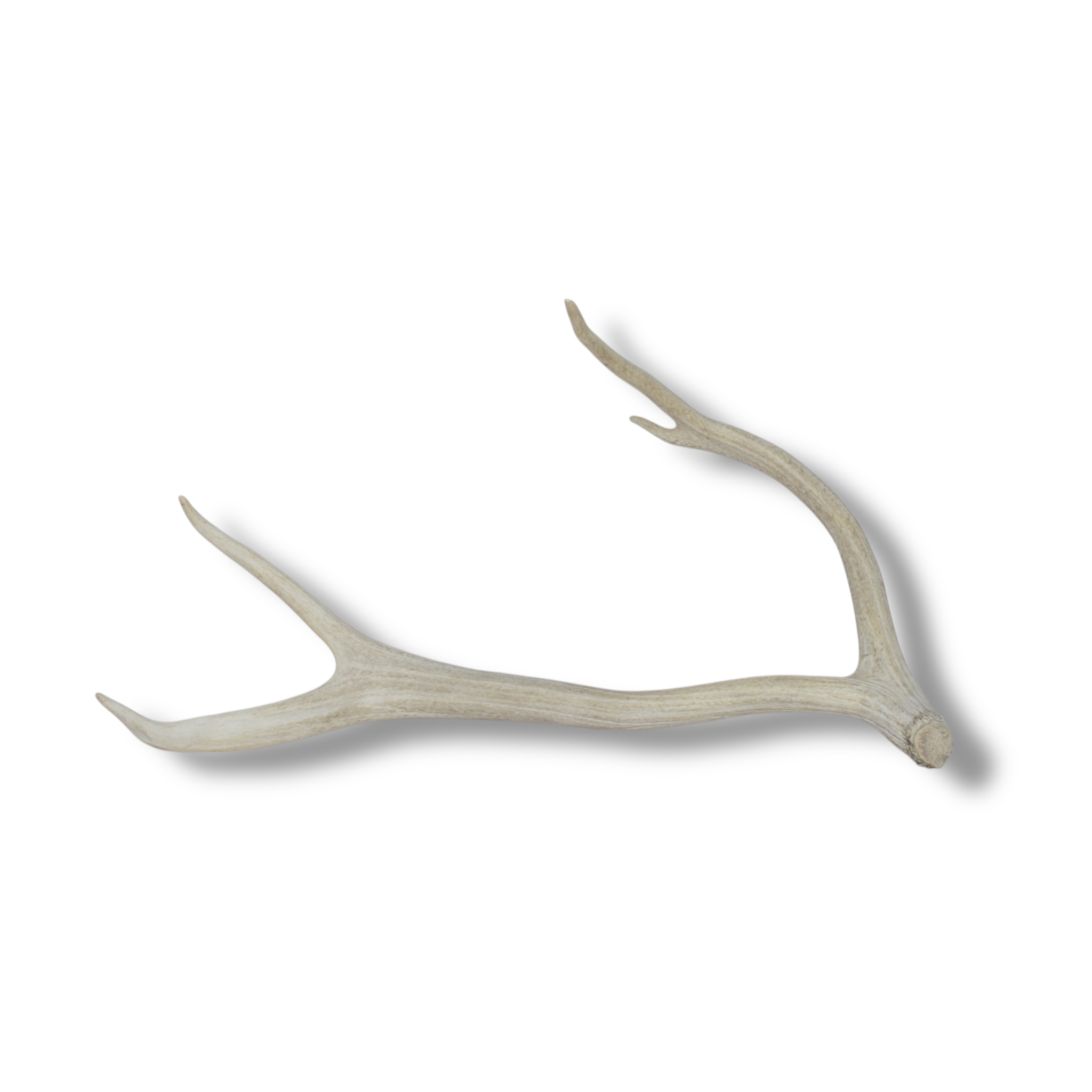 Elk Antler | Medium Size | 48