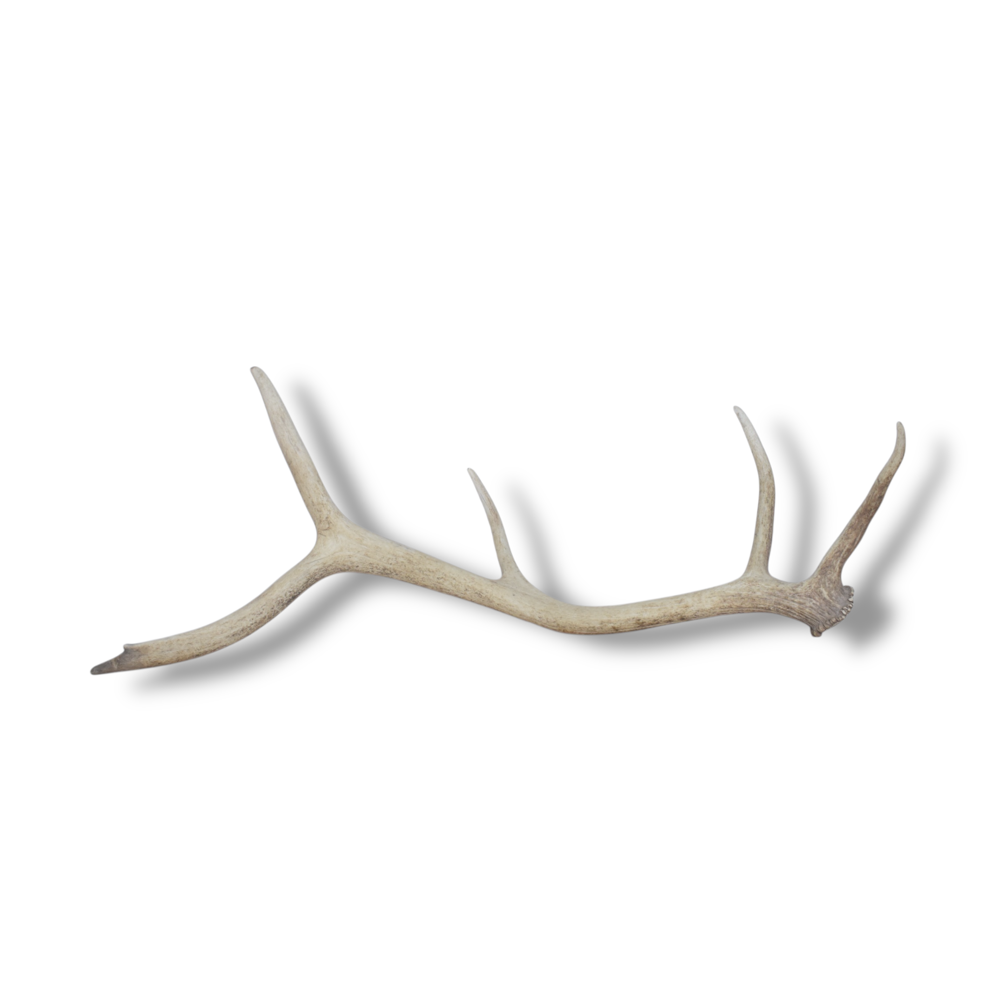 Elk Antler | Medium Size | 51