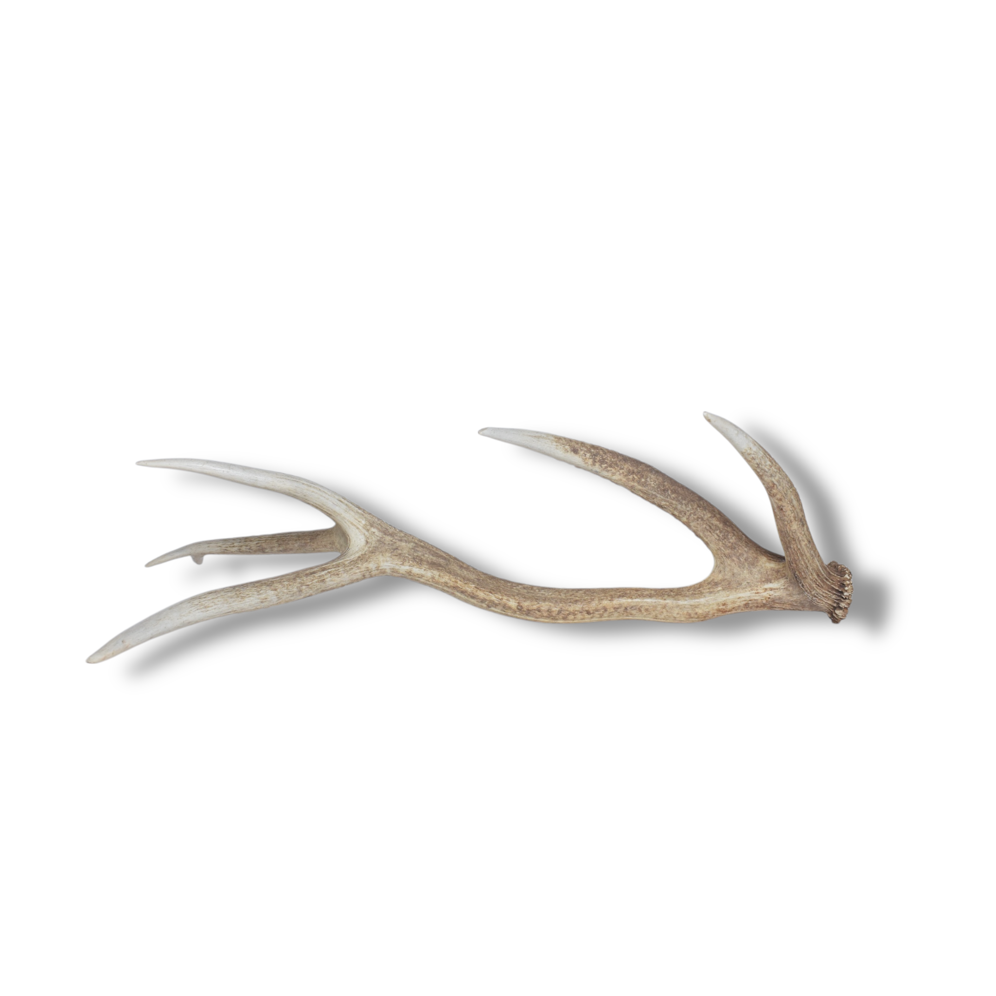 Elk Antler | 02 | SOLD OUT