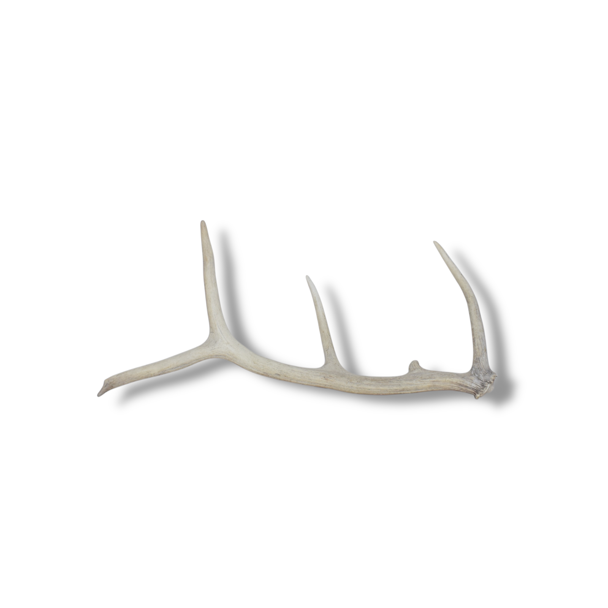 Elk Antler | 49