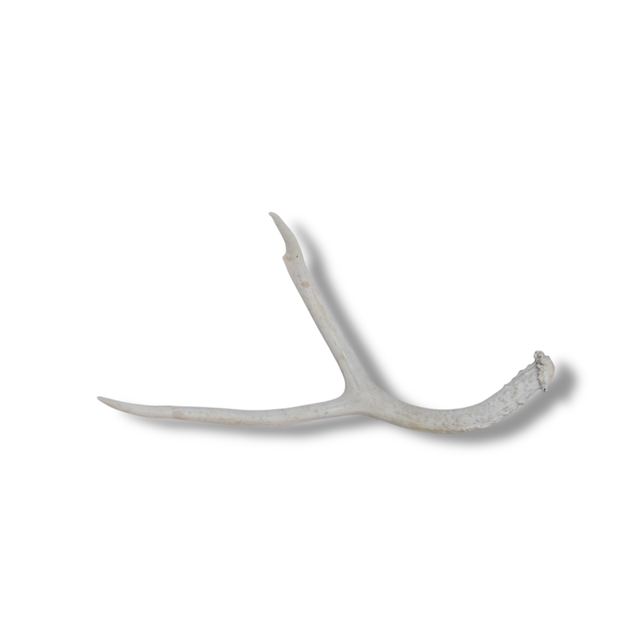 Mule Deer Antler | Medium Size | 15