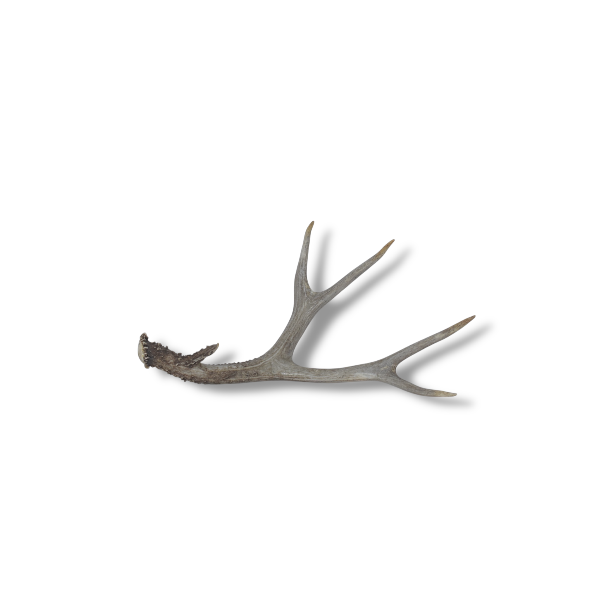 Mule Deer Antler | Medium Size | 11