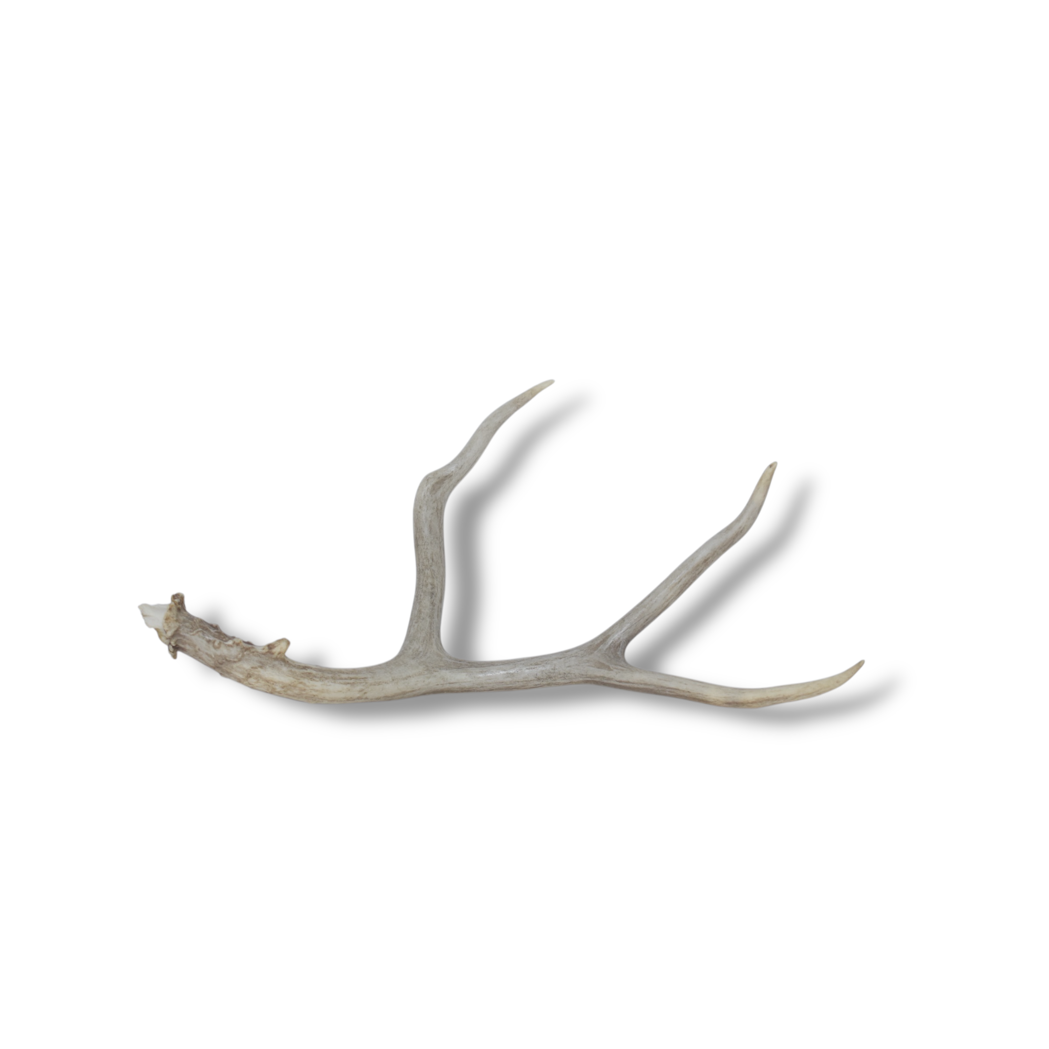 Mule Deer Antler | Medium Size | 10