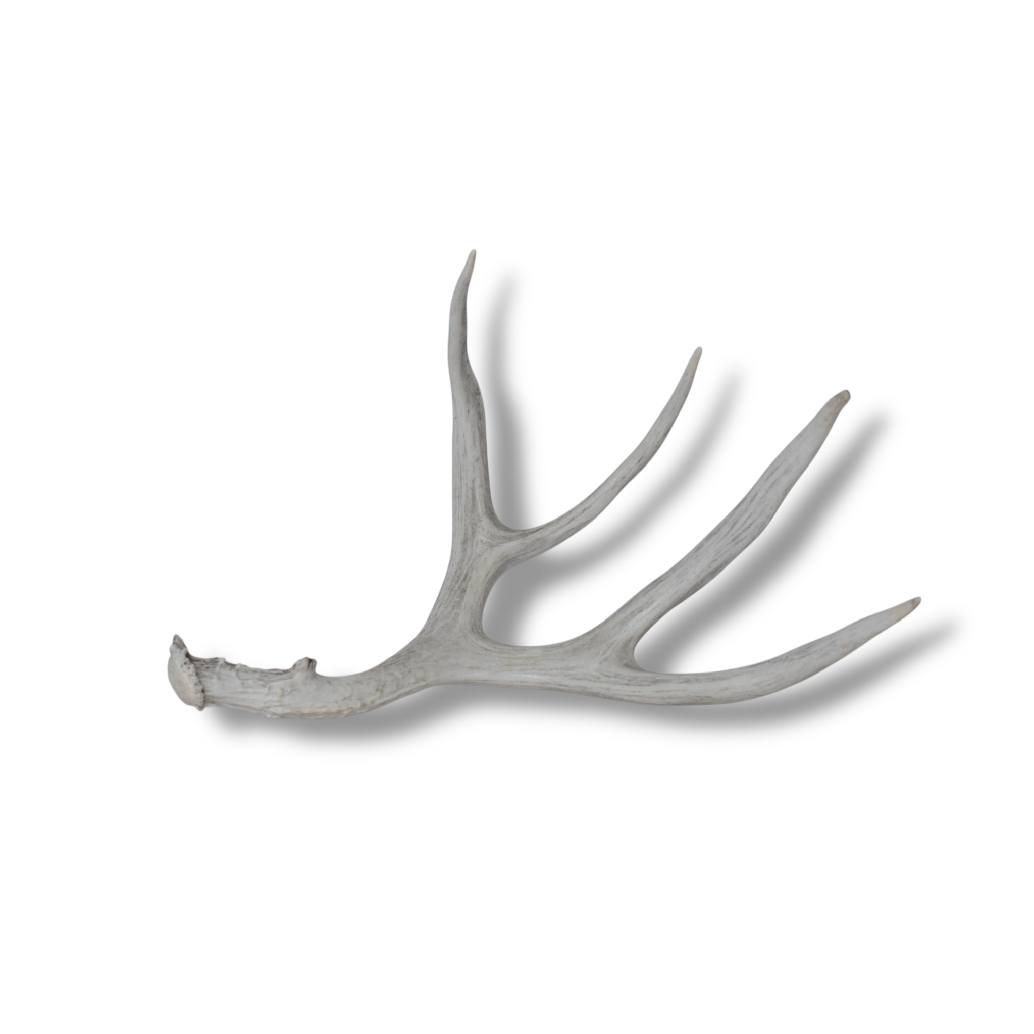 Mule Deer Antler | Medium Size | 16