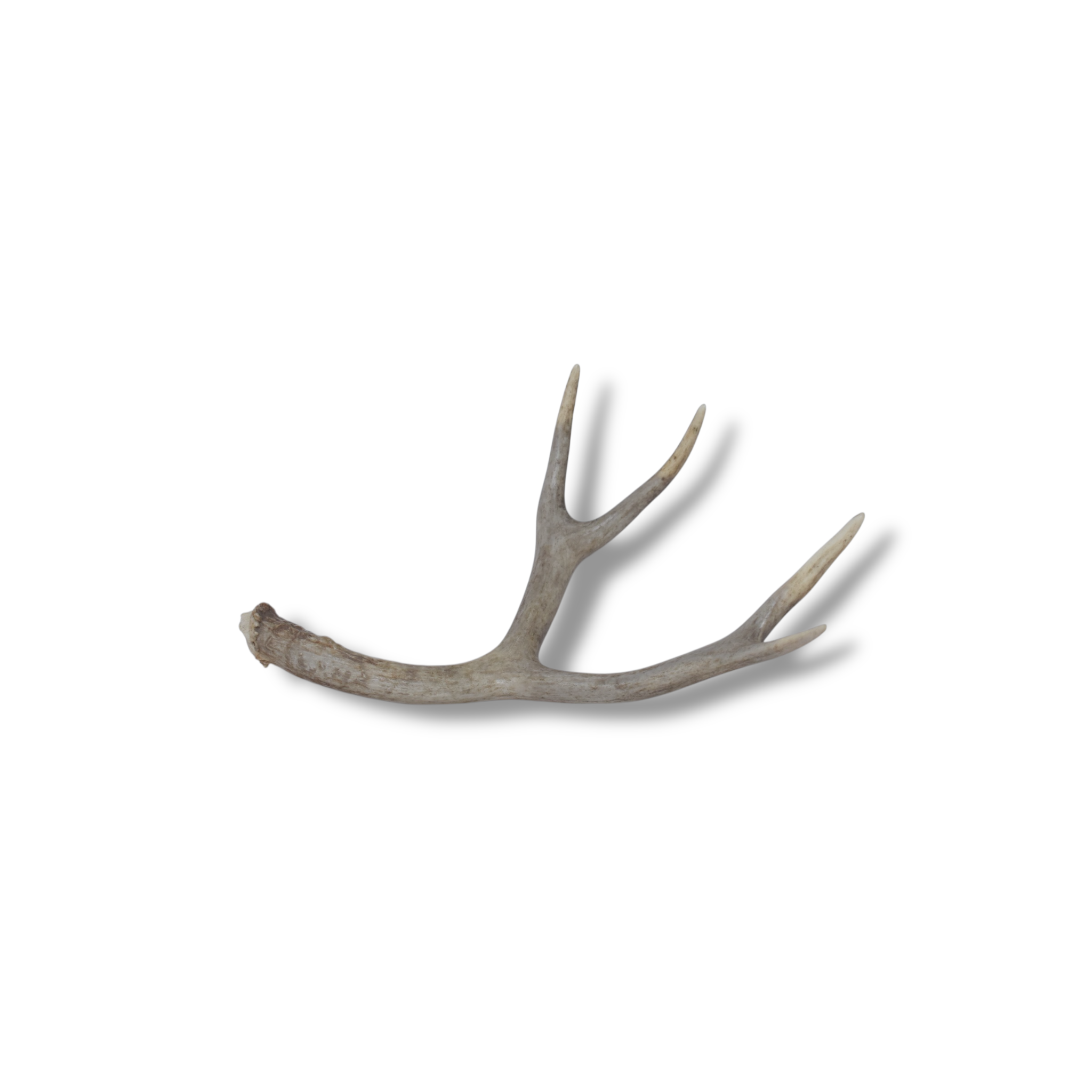 Mule Deer Antler | Small Size | 17