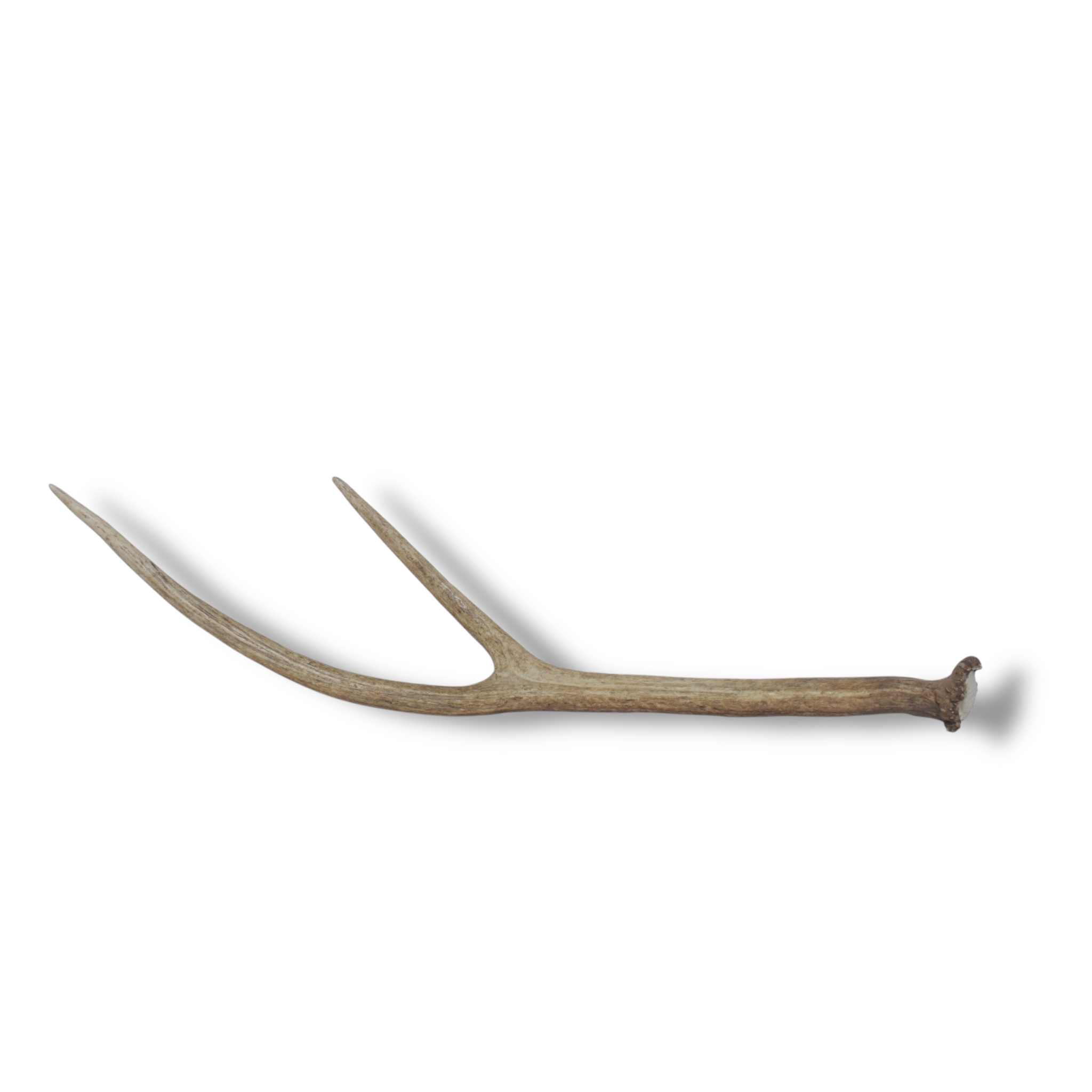 SOLD OUT | Elk Antler | Medium Size | 04