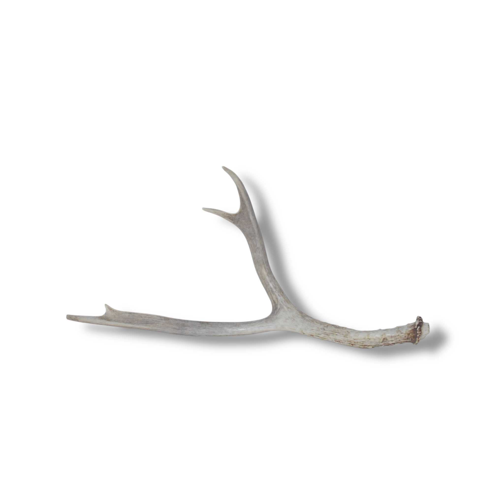 Mule Deer Antler | Medium Size | 29