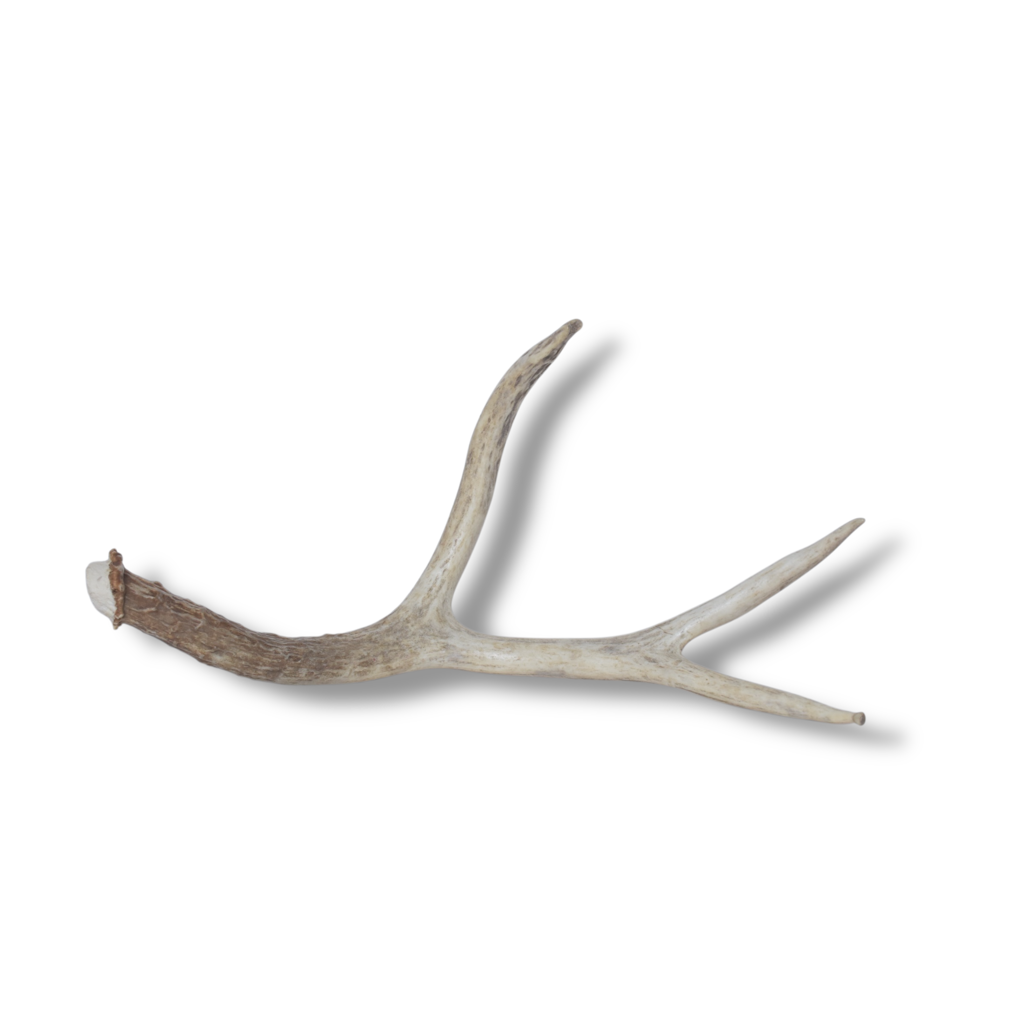 Mule Deer Antler | Medium Size | 31