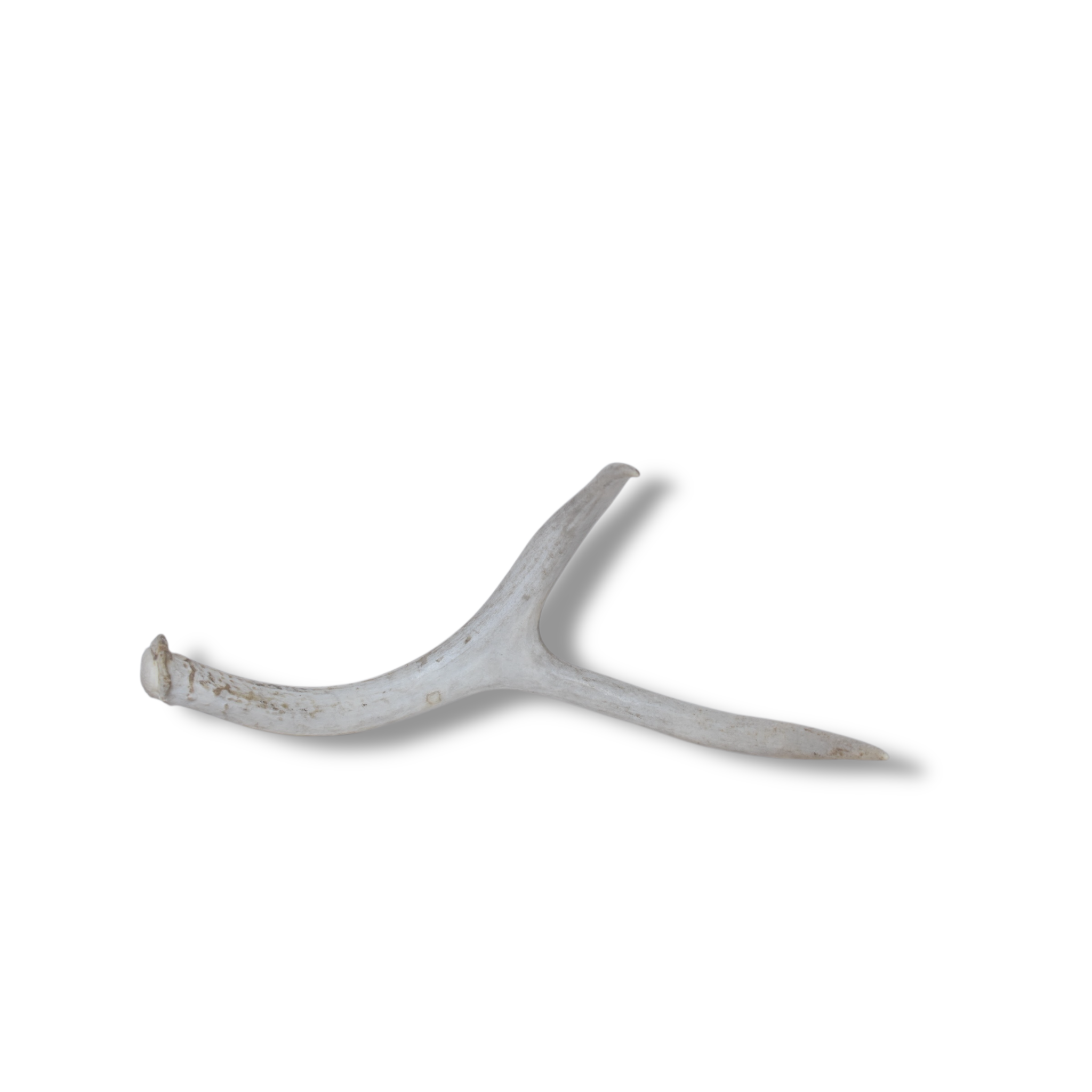 Mule Deer Antler | Small Size | 32