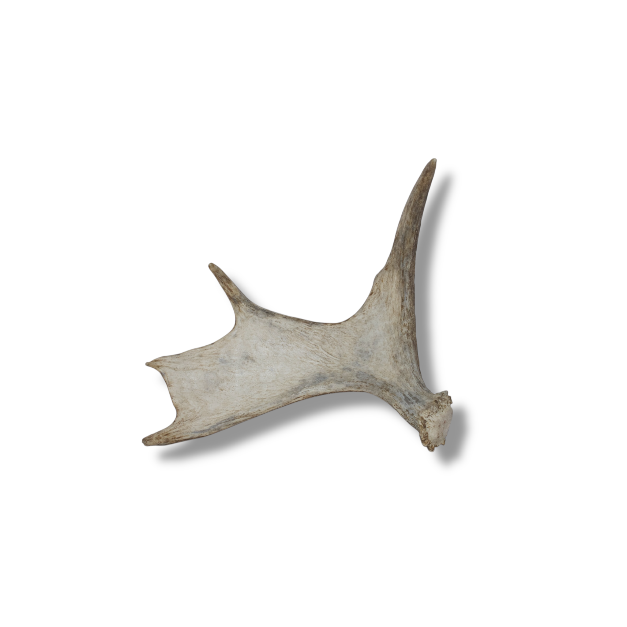 Moose Antler | Small Size | 03