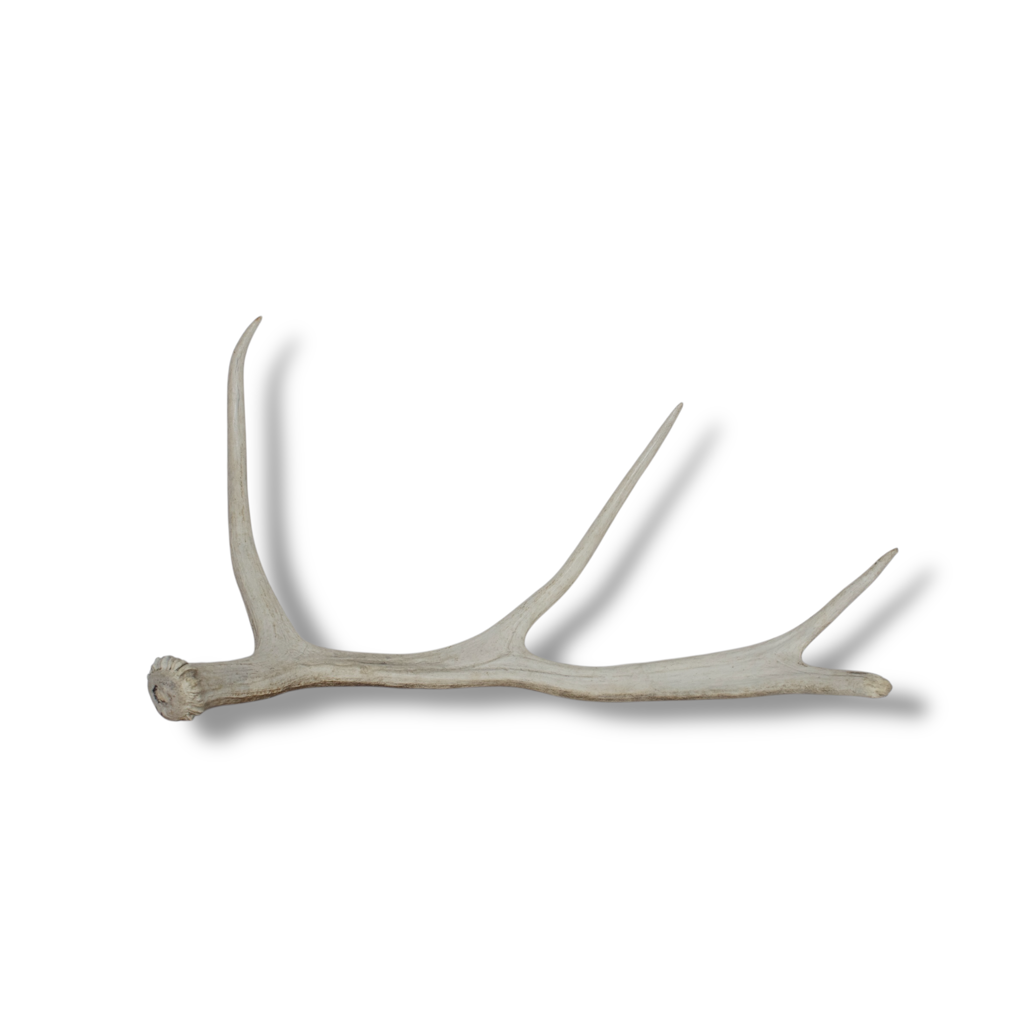 Moose Antler | Small Size | 02