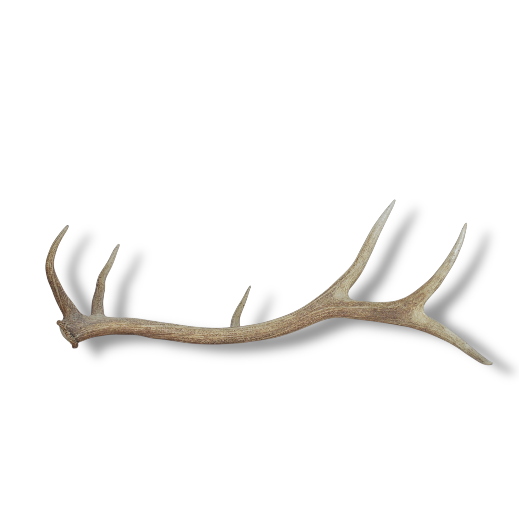SOLD OUT | Elk Antler | Large Size | 25