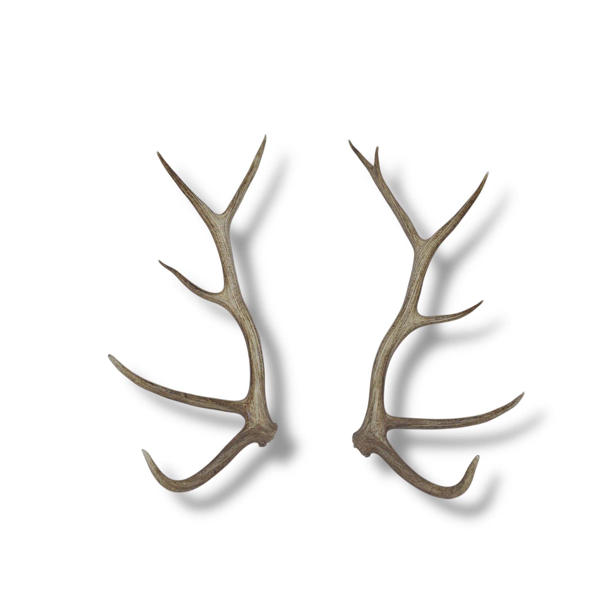 Elk Antler Set | 54