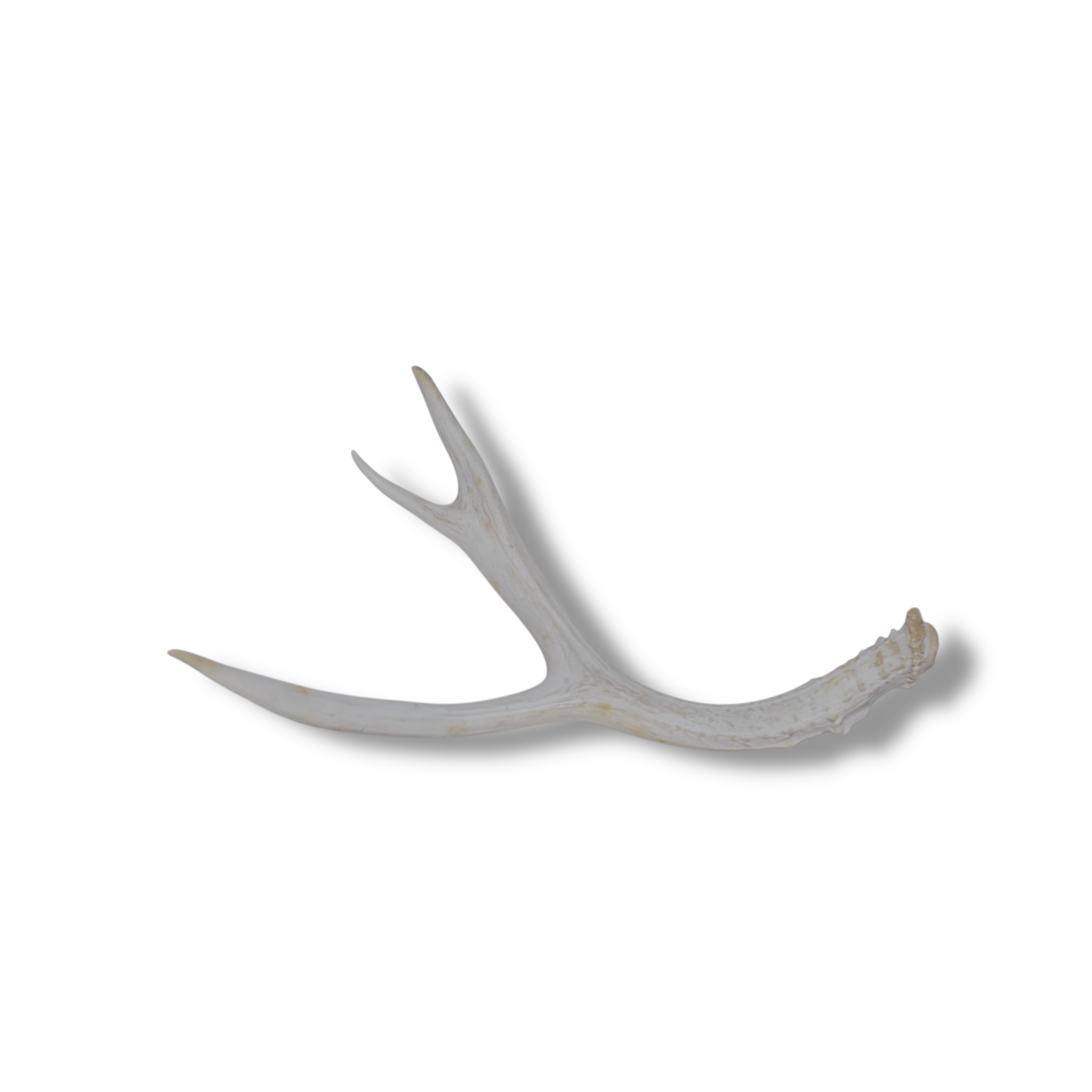 Mule Deer Antler | Medium Size | 41