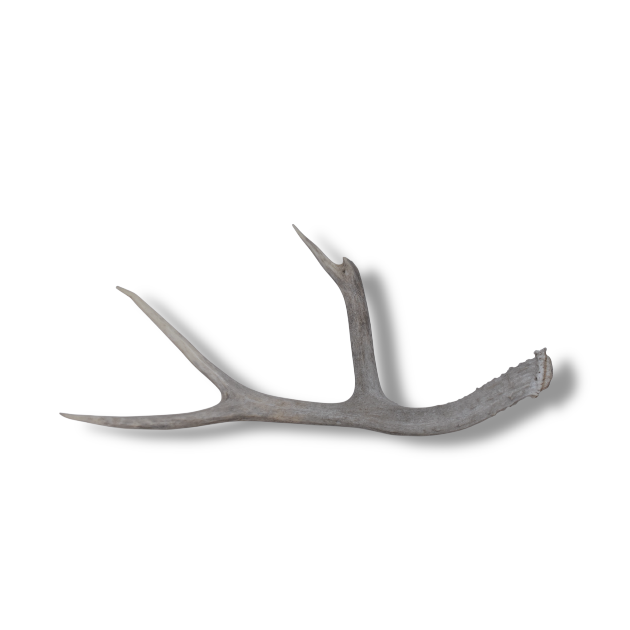 Mule Deer Antler | Medium Size | 43