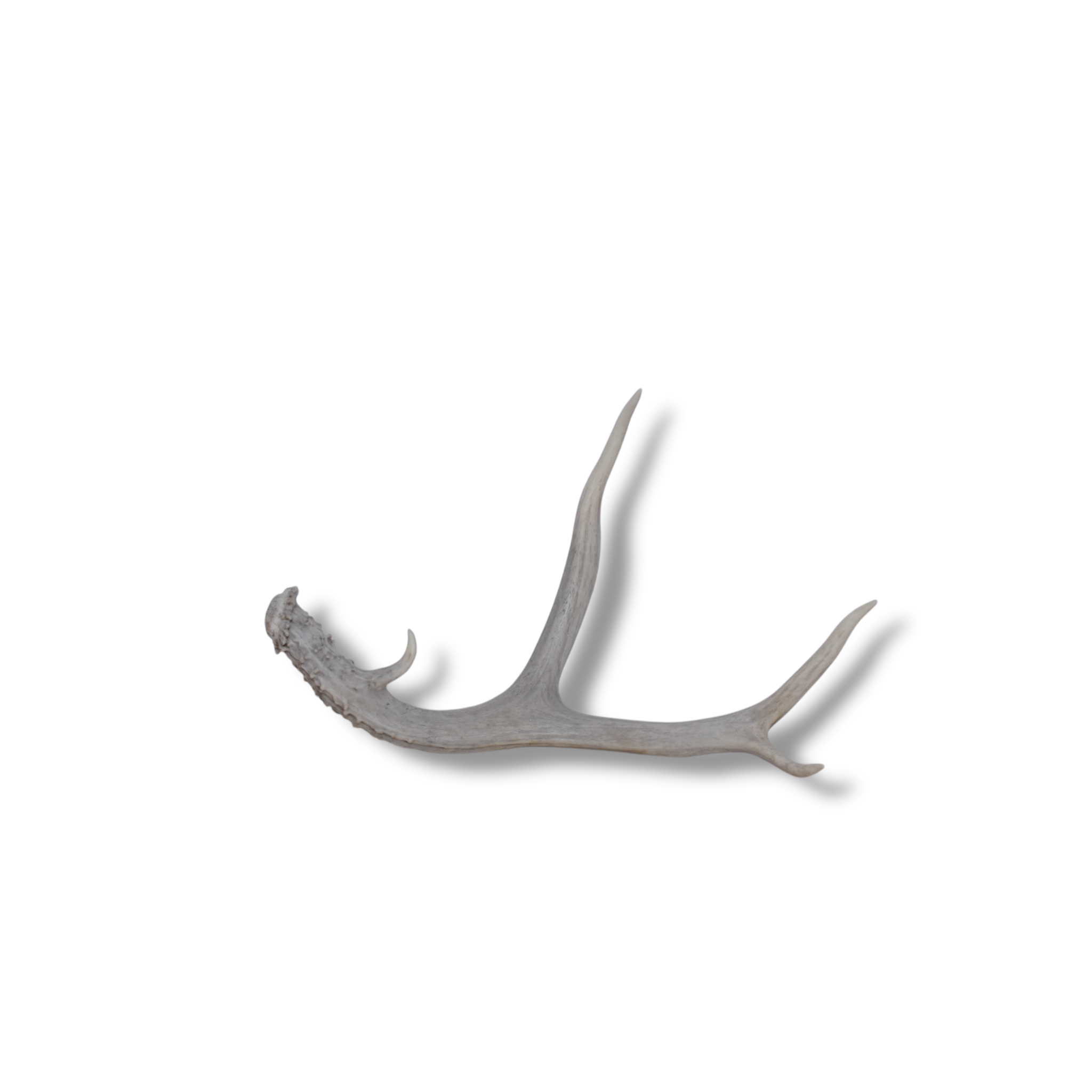 Mule Deer Antler | Small Size | 52