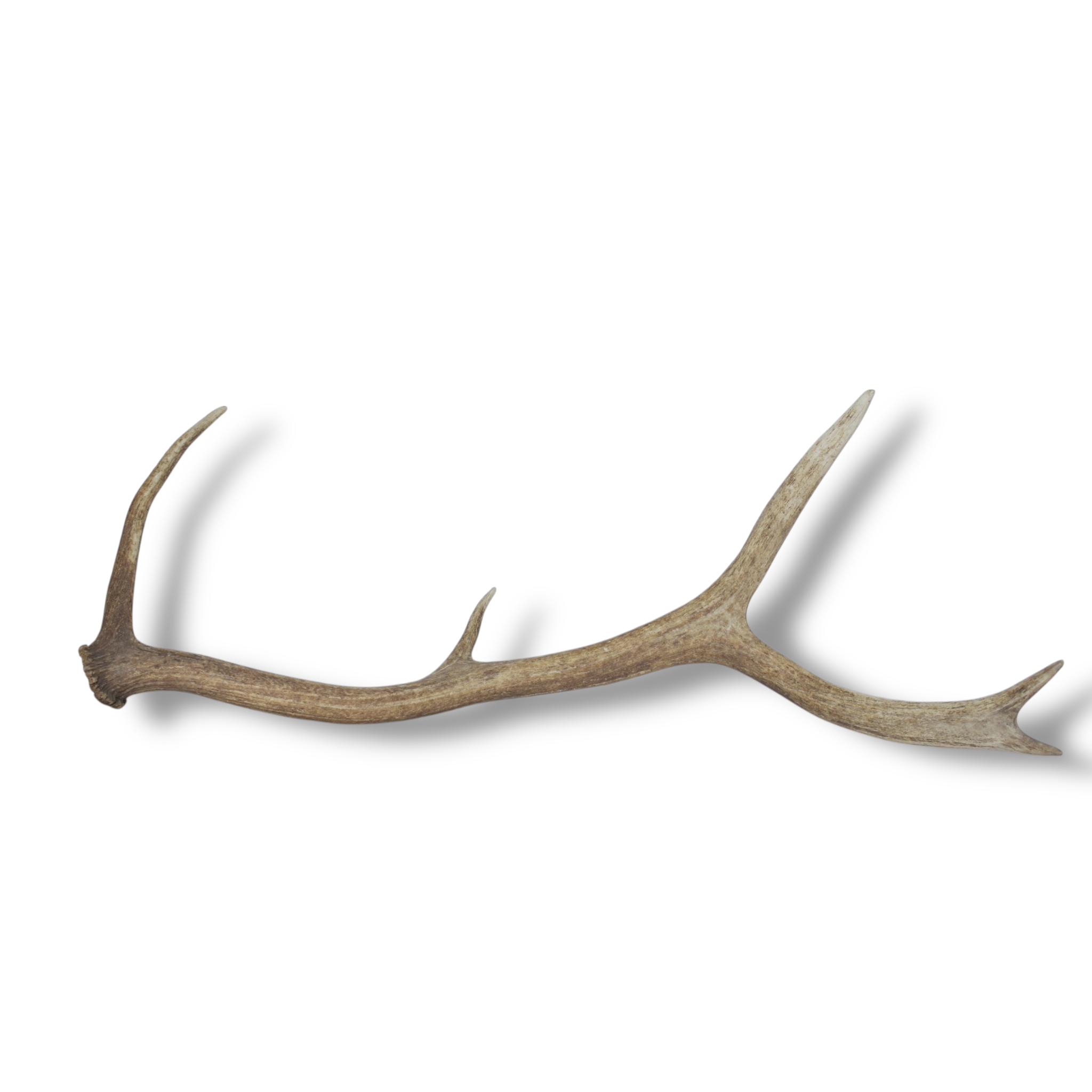 Elk Antler | 57