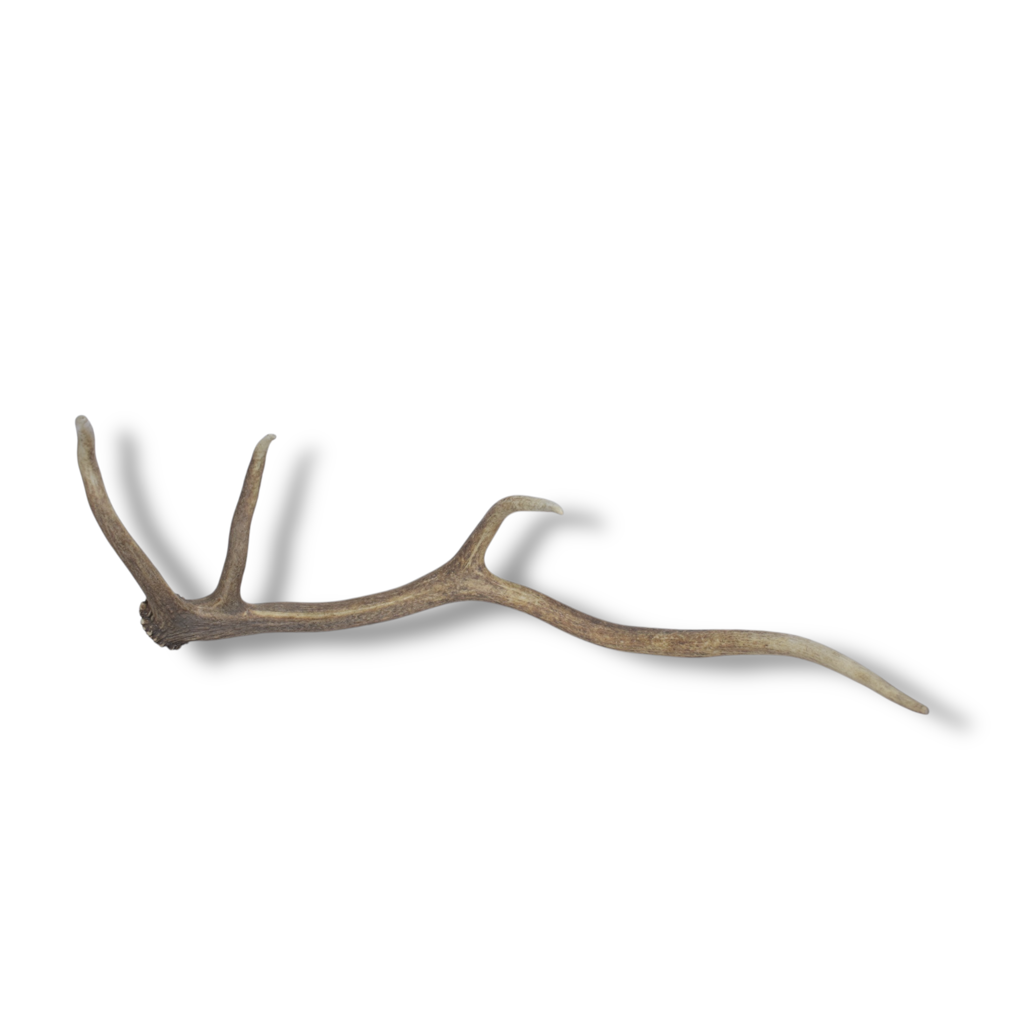 Elk Antler | Medium Size | 58