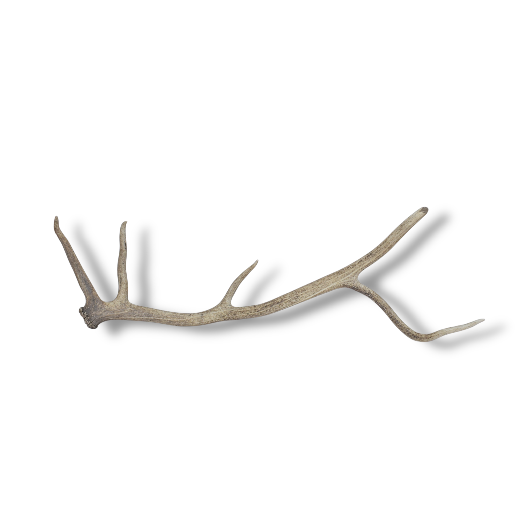 Elk Antler | Large Size | 59