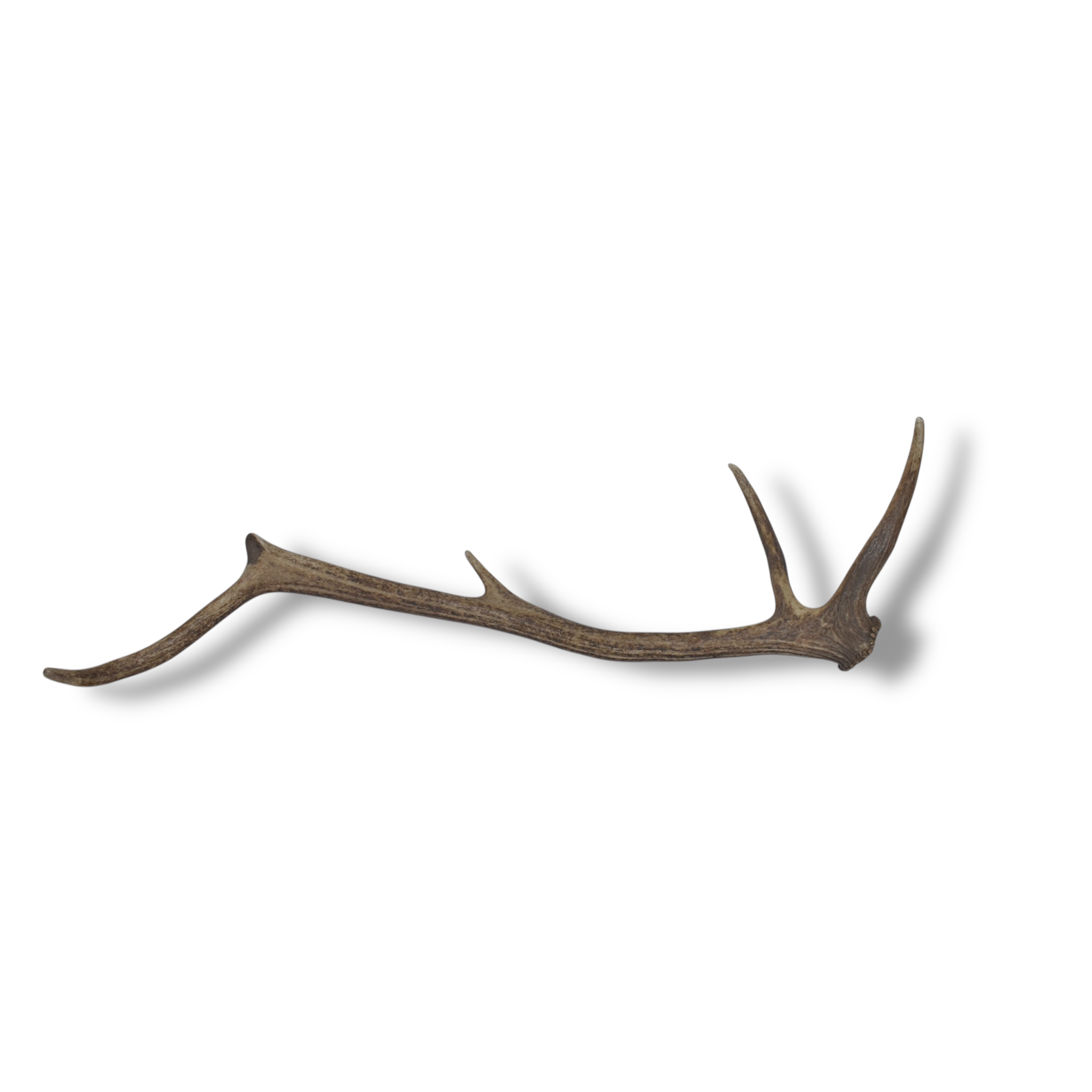 Elk Antler | Medium Size | 63