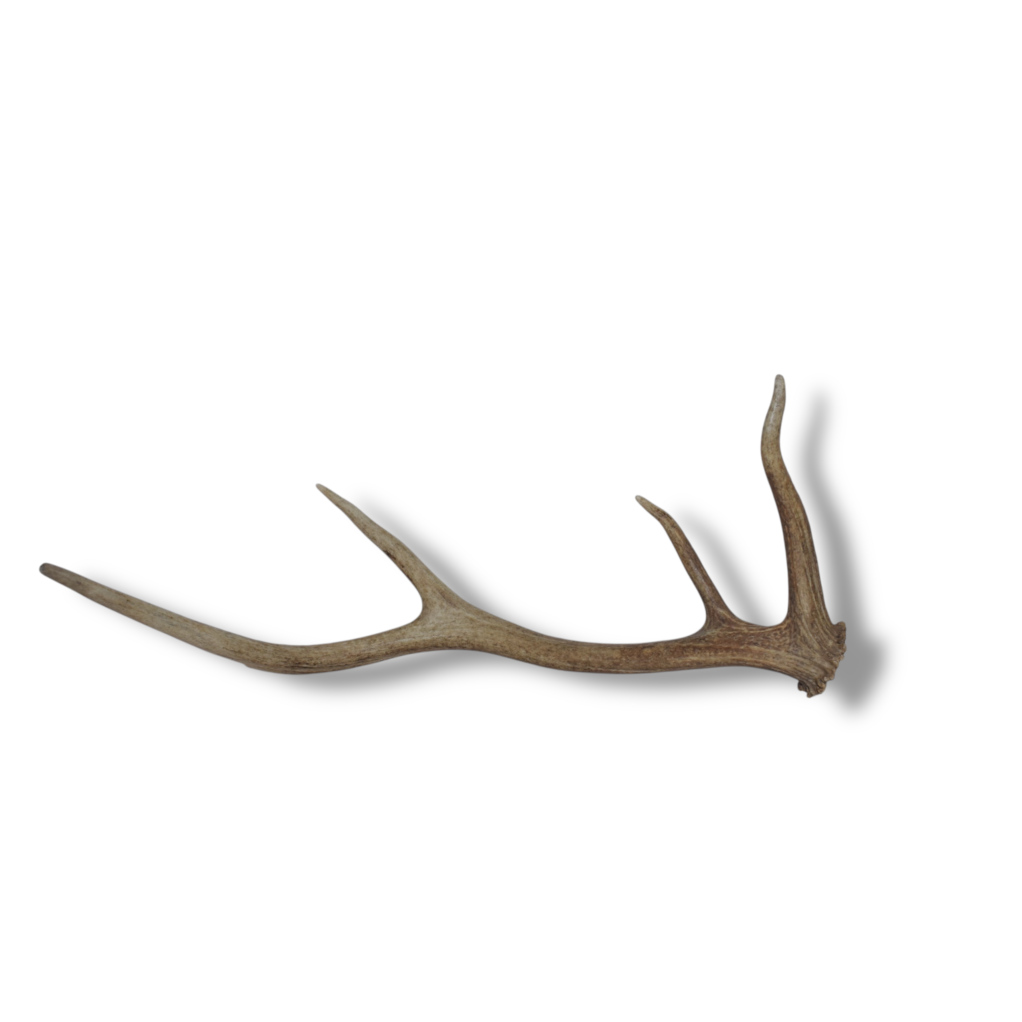 Elk Antler | Small Size | 62
