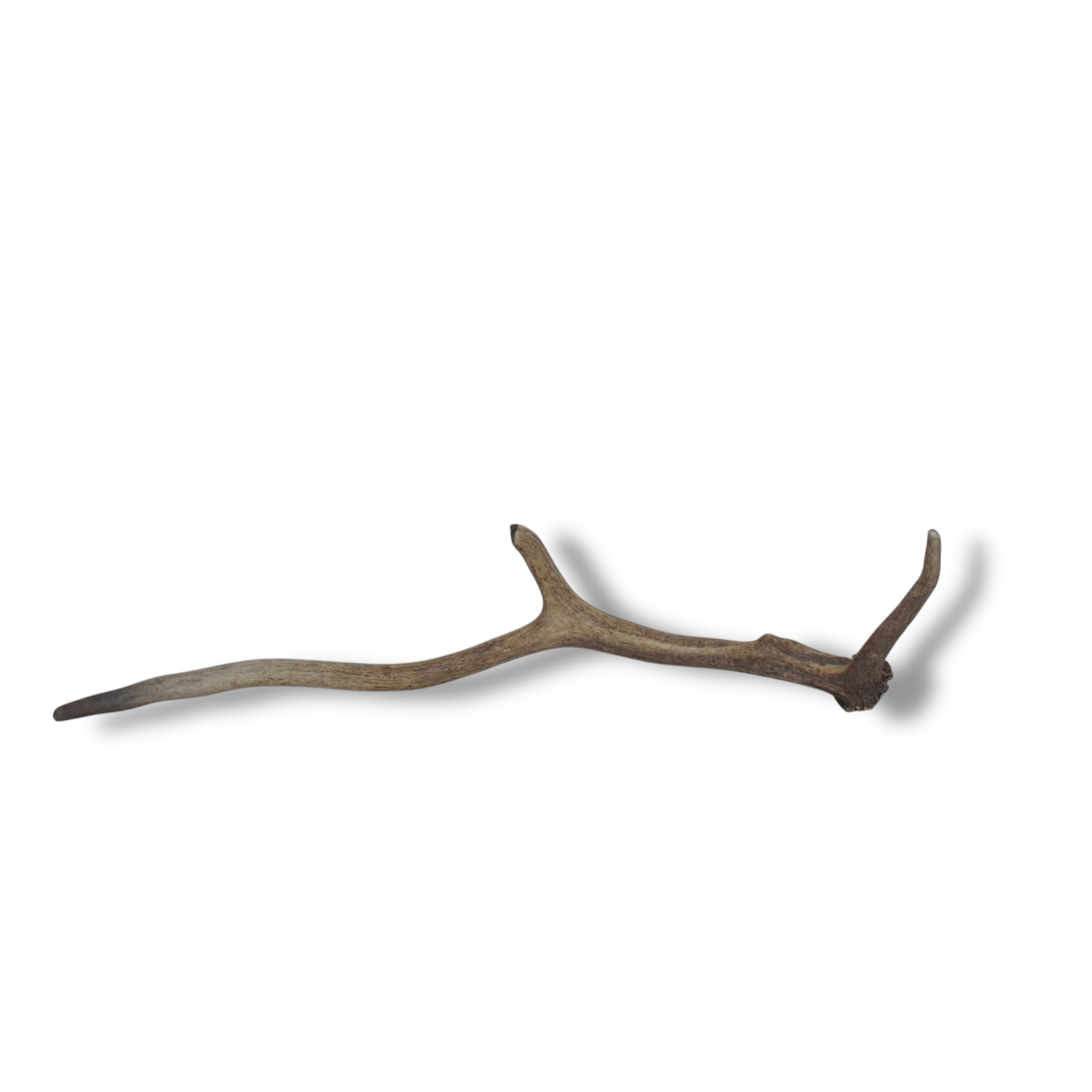 Elk Antler | Small Size | 61