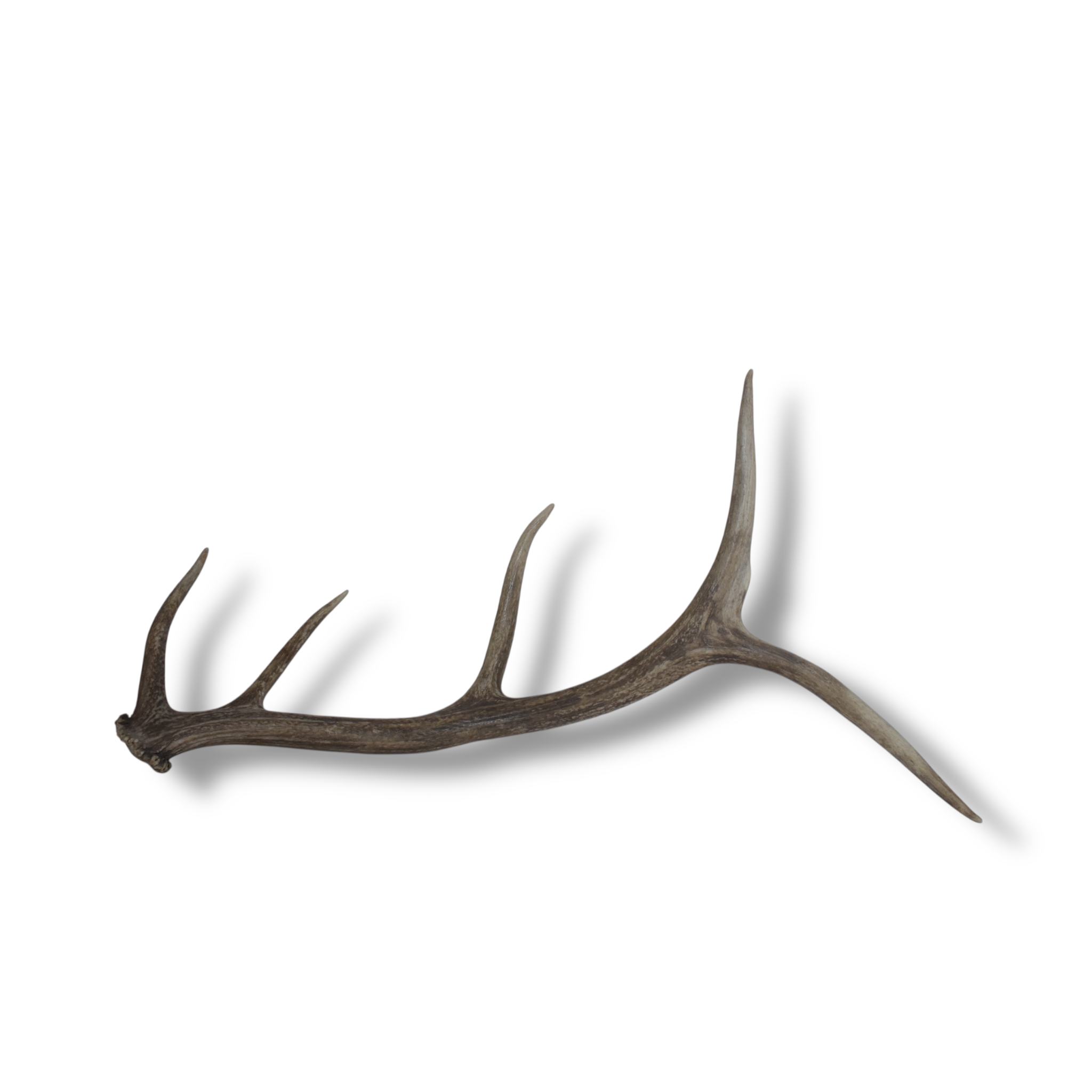 Elk Antler | Small Size | 60