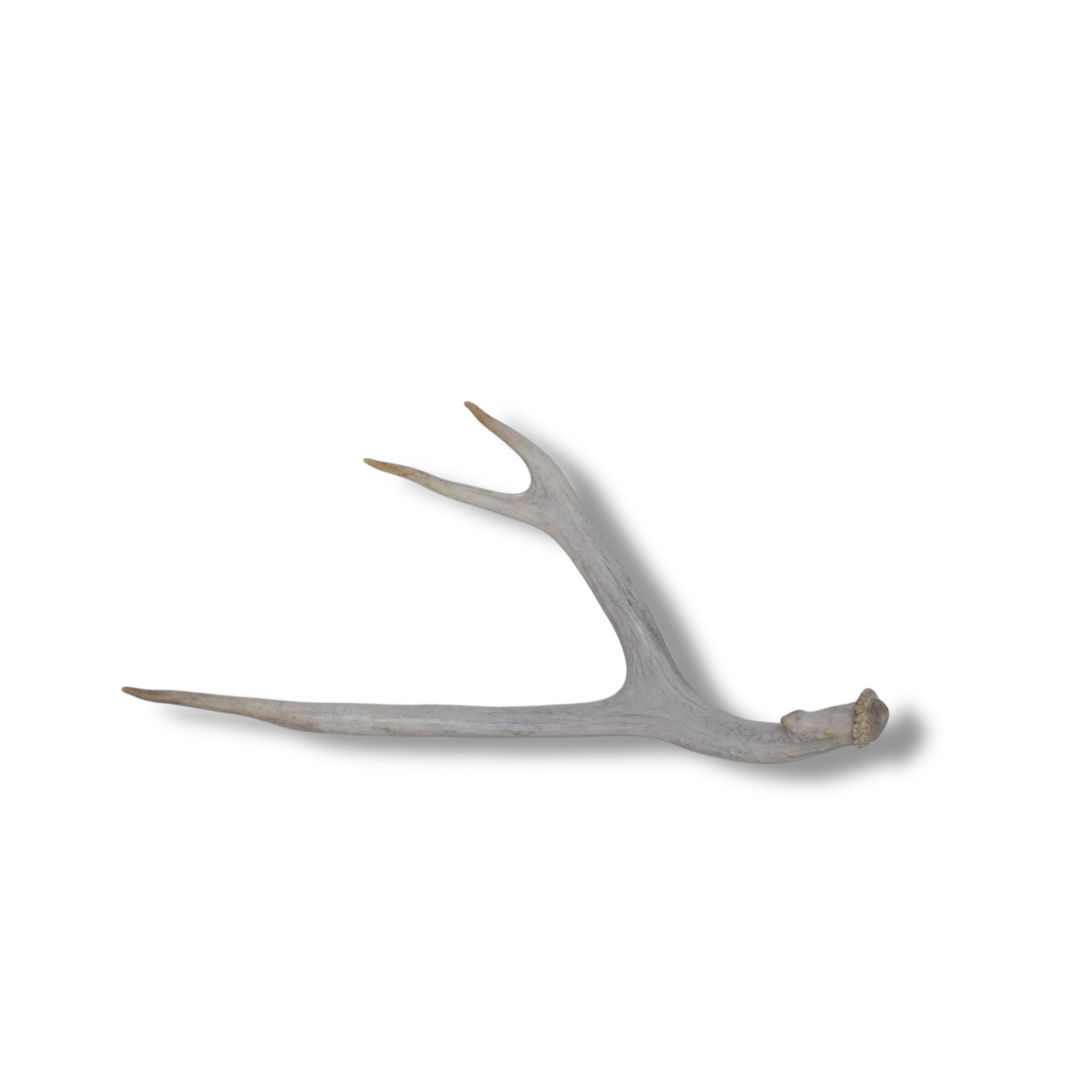 Mule Deer Antler | Large Size | 40