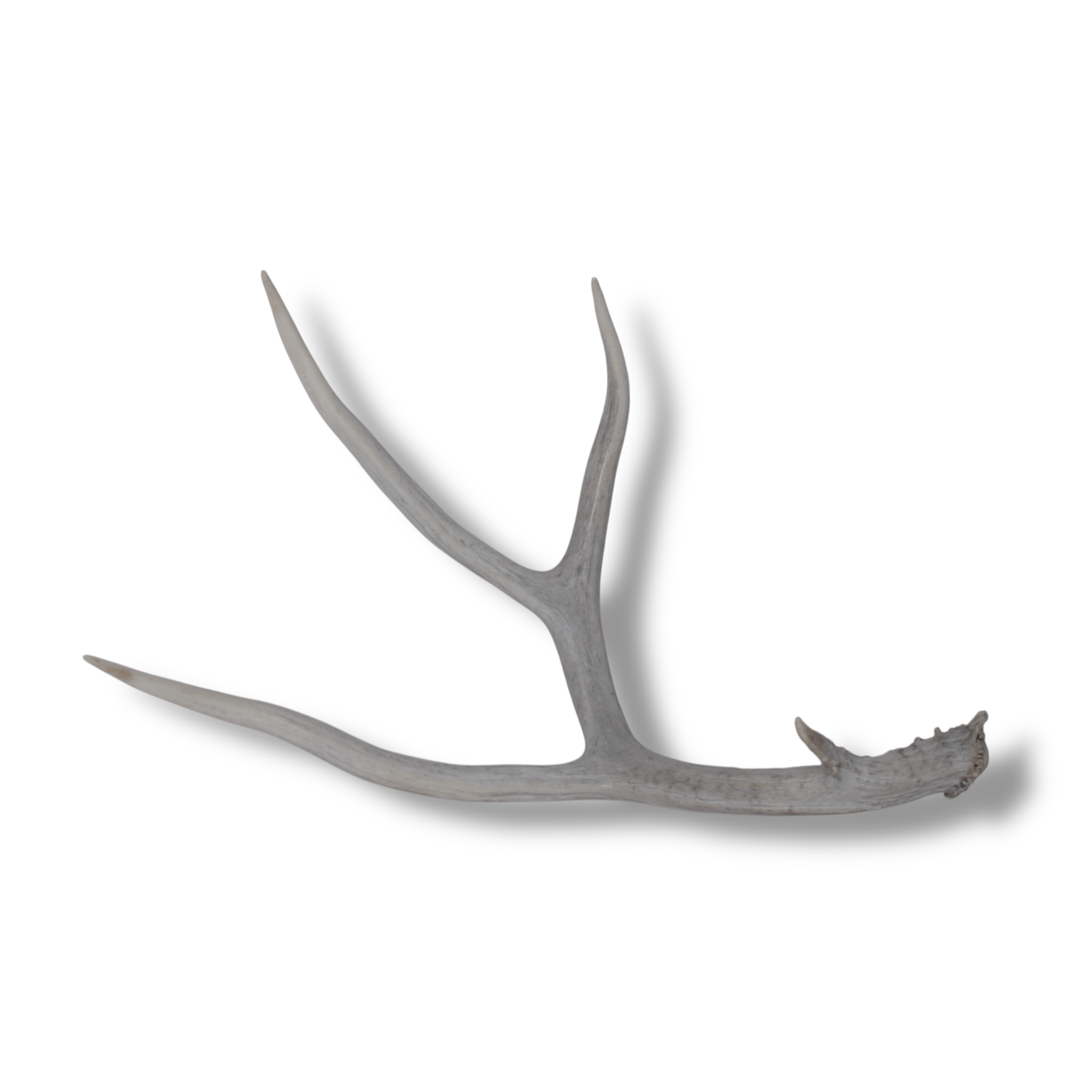Mule Deer Antler | 36