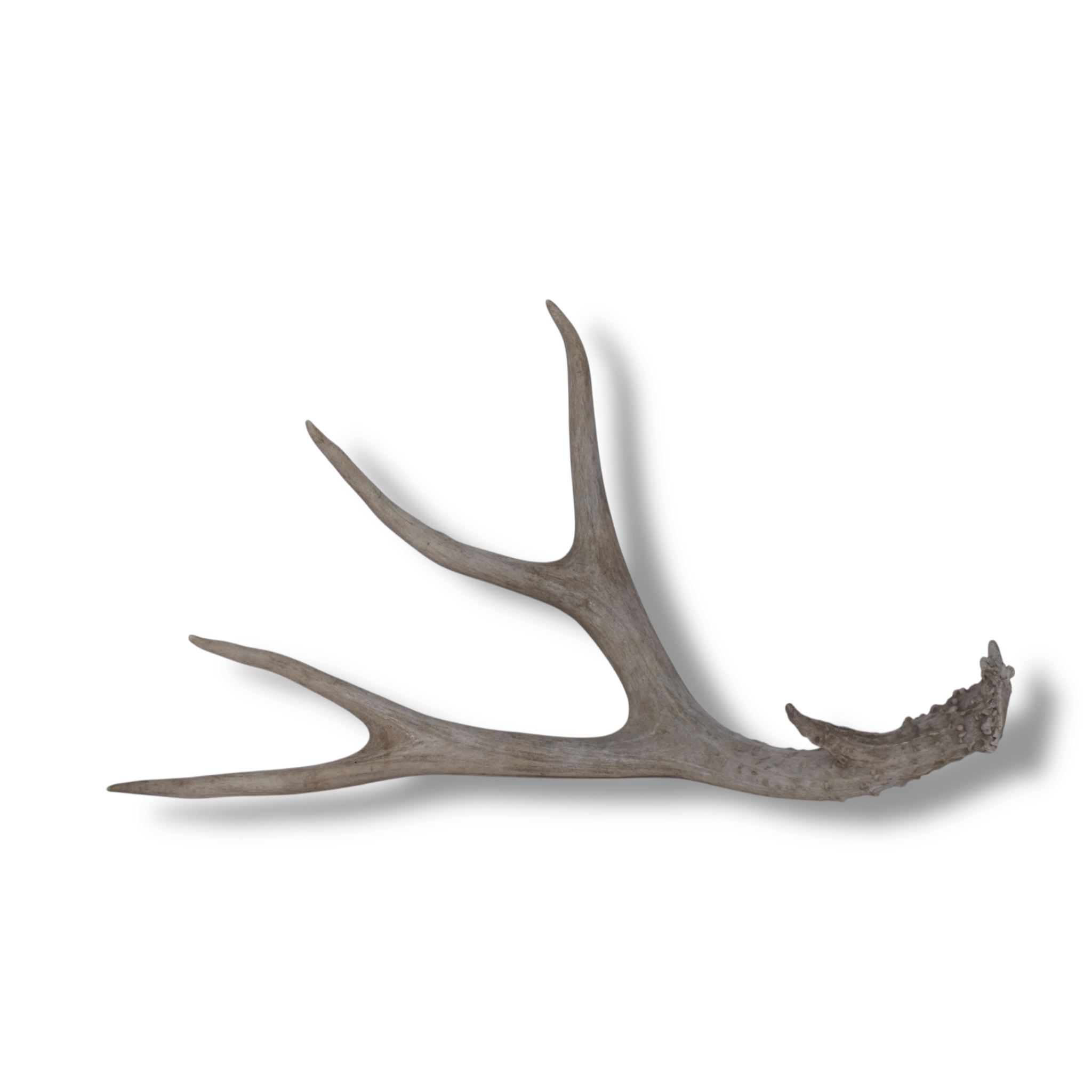 Mule Deer Antler | Medium Size | 35