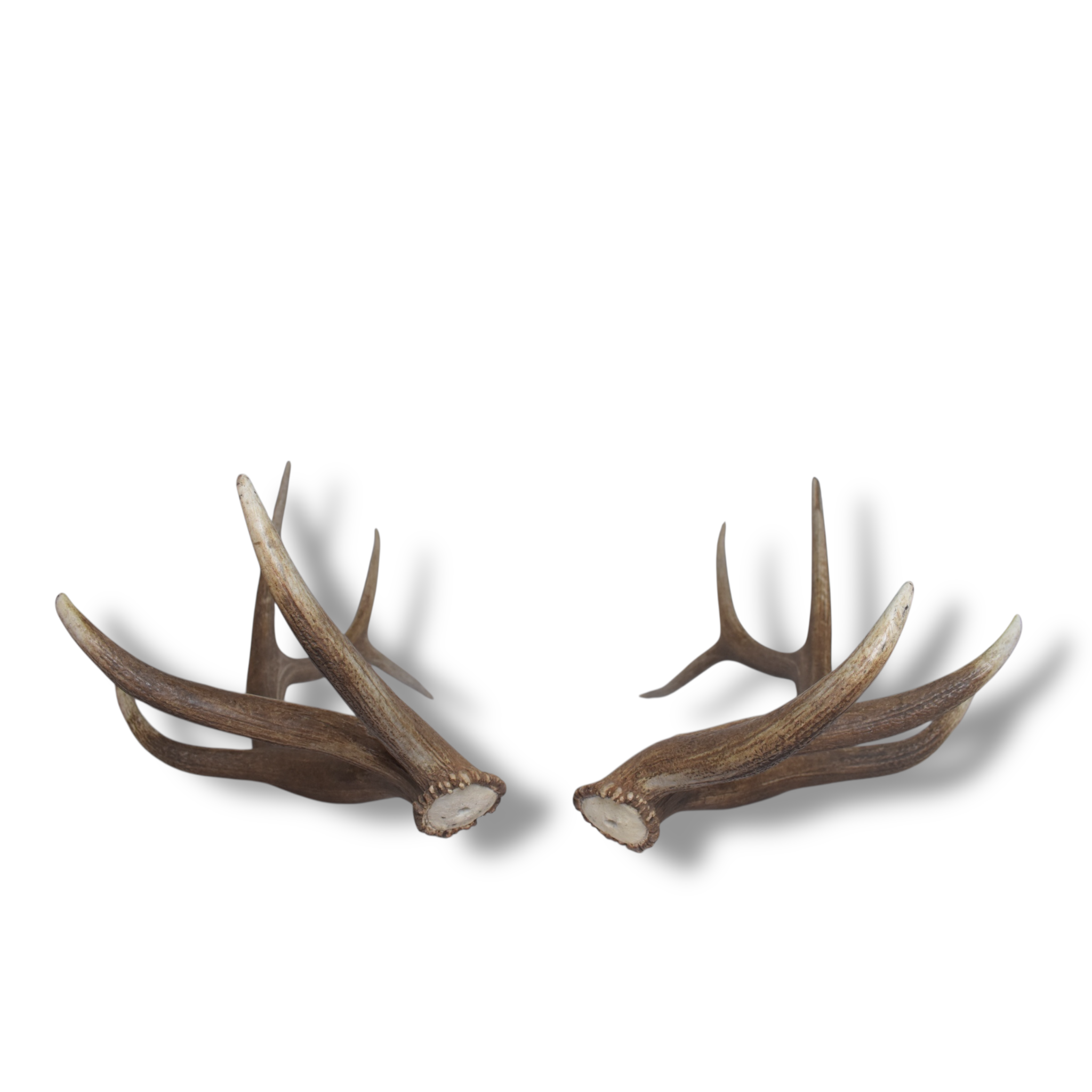 Elk Antler Set | 53