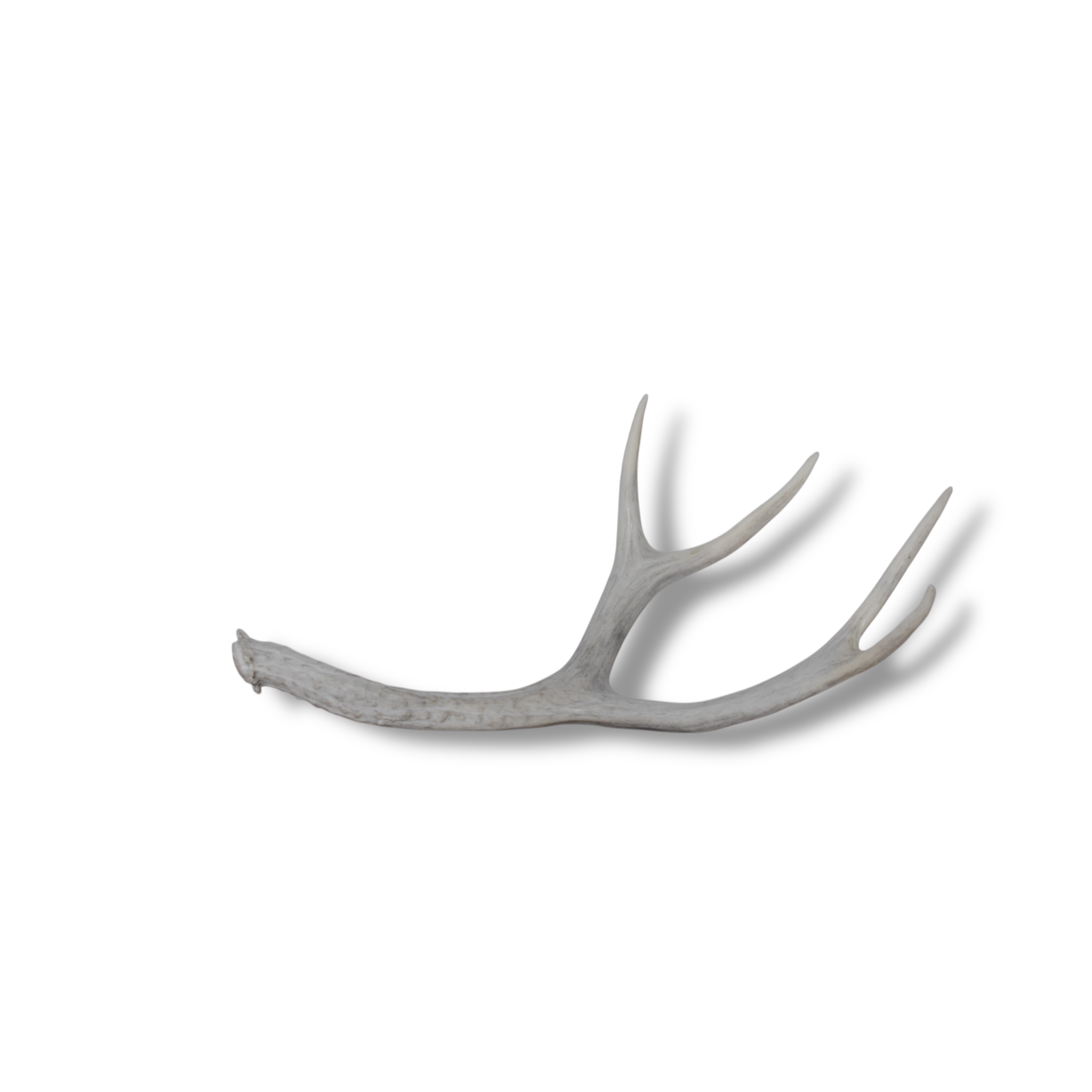 Mule Deer Antler | Medium Size | 51