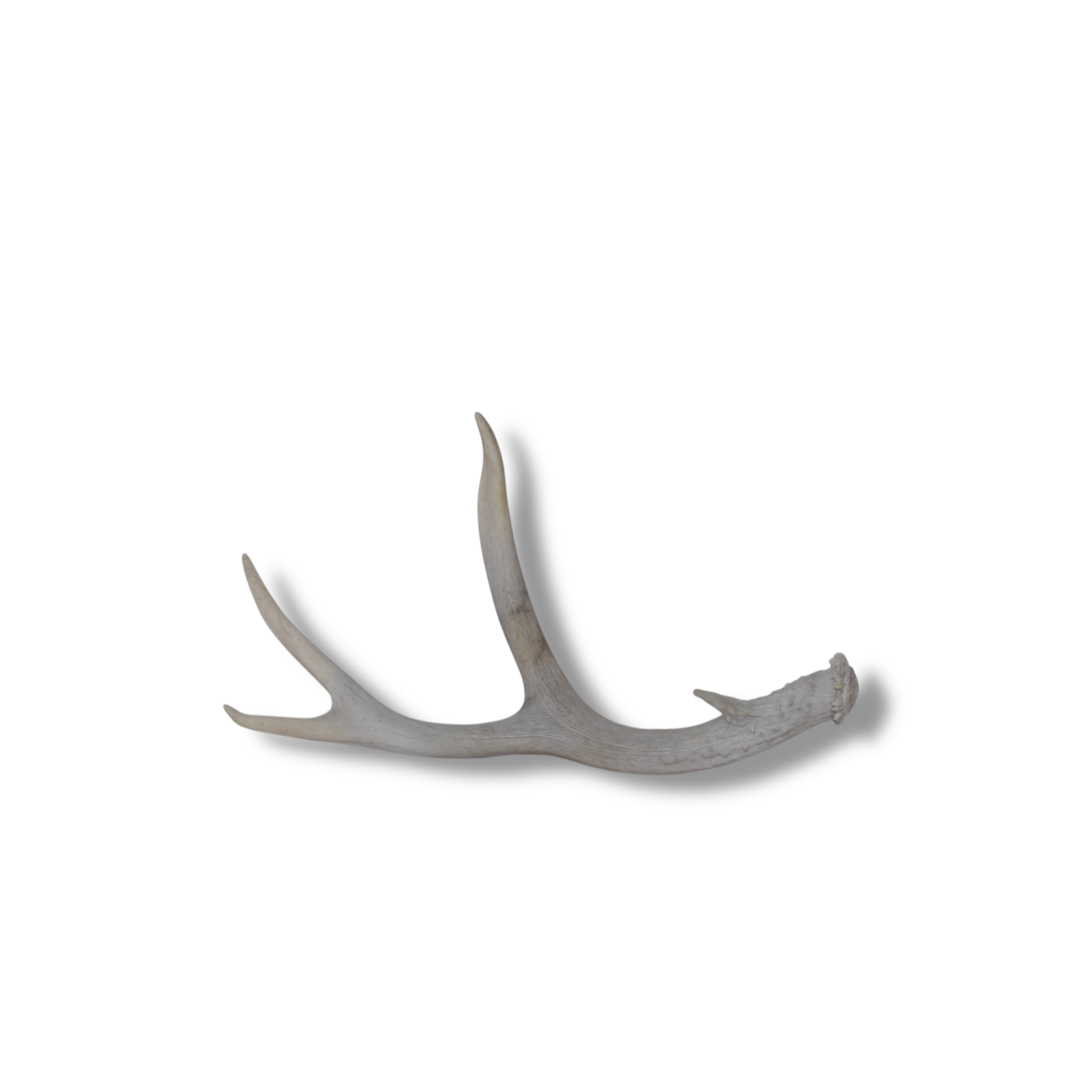 Mule Deer Antler | Small Size | 50