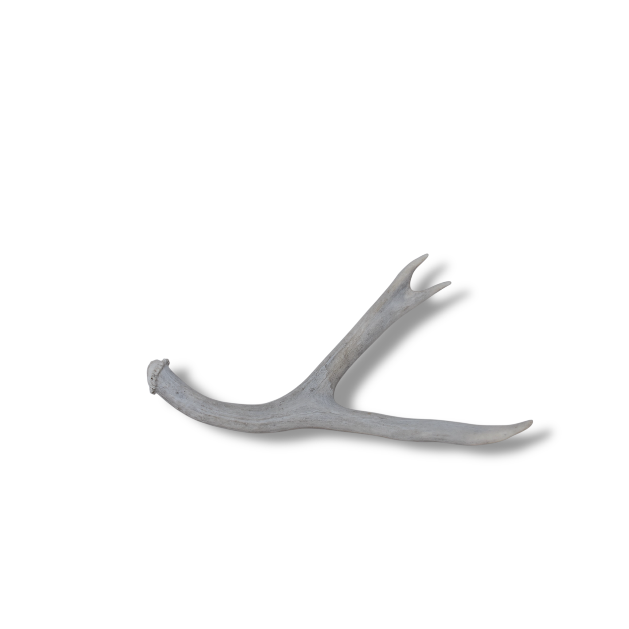 Mule Deer Antler | Small Size | 48