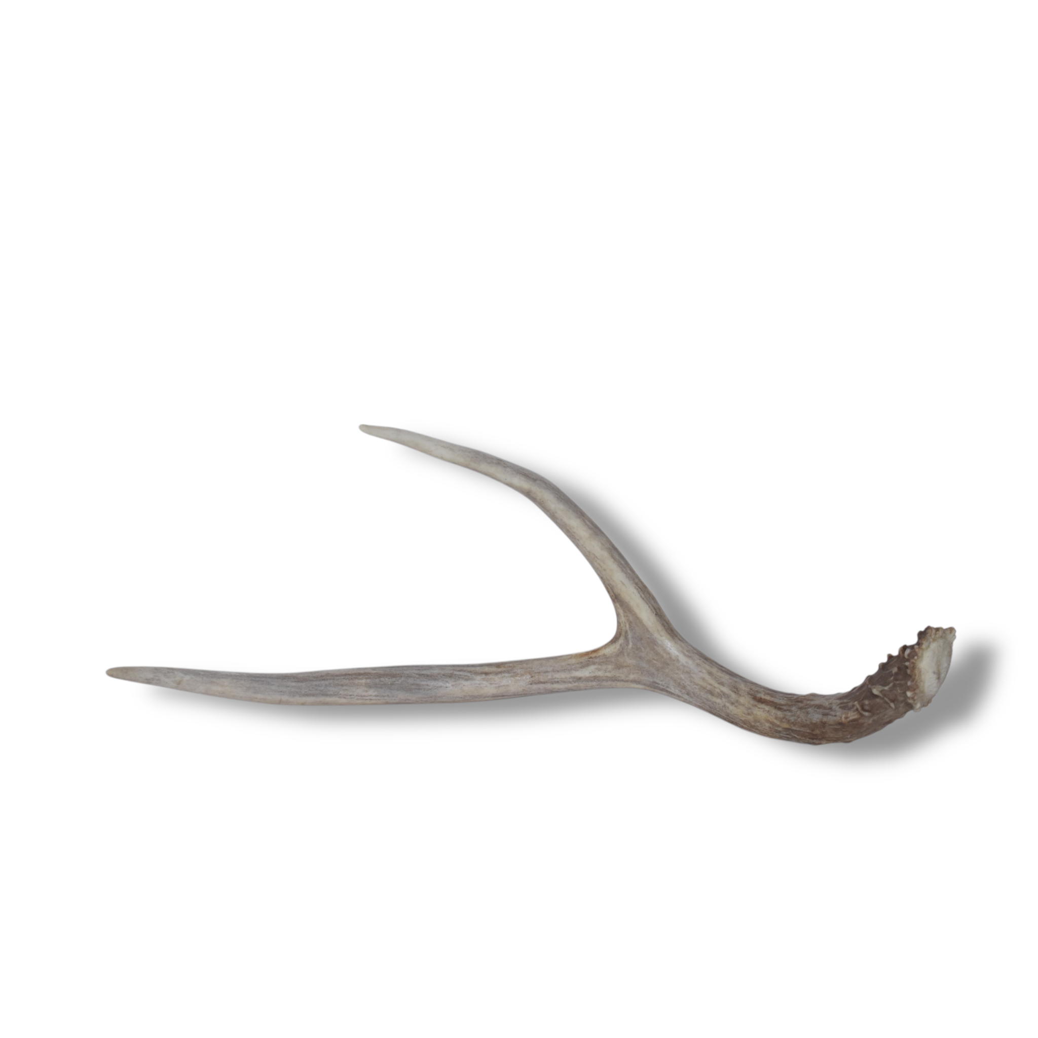 Mule Deer Antler | Medium Size | 37