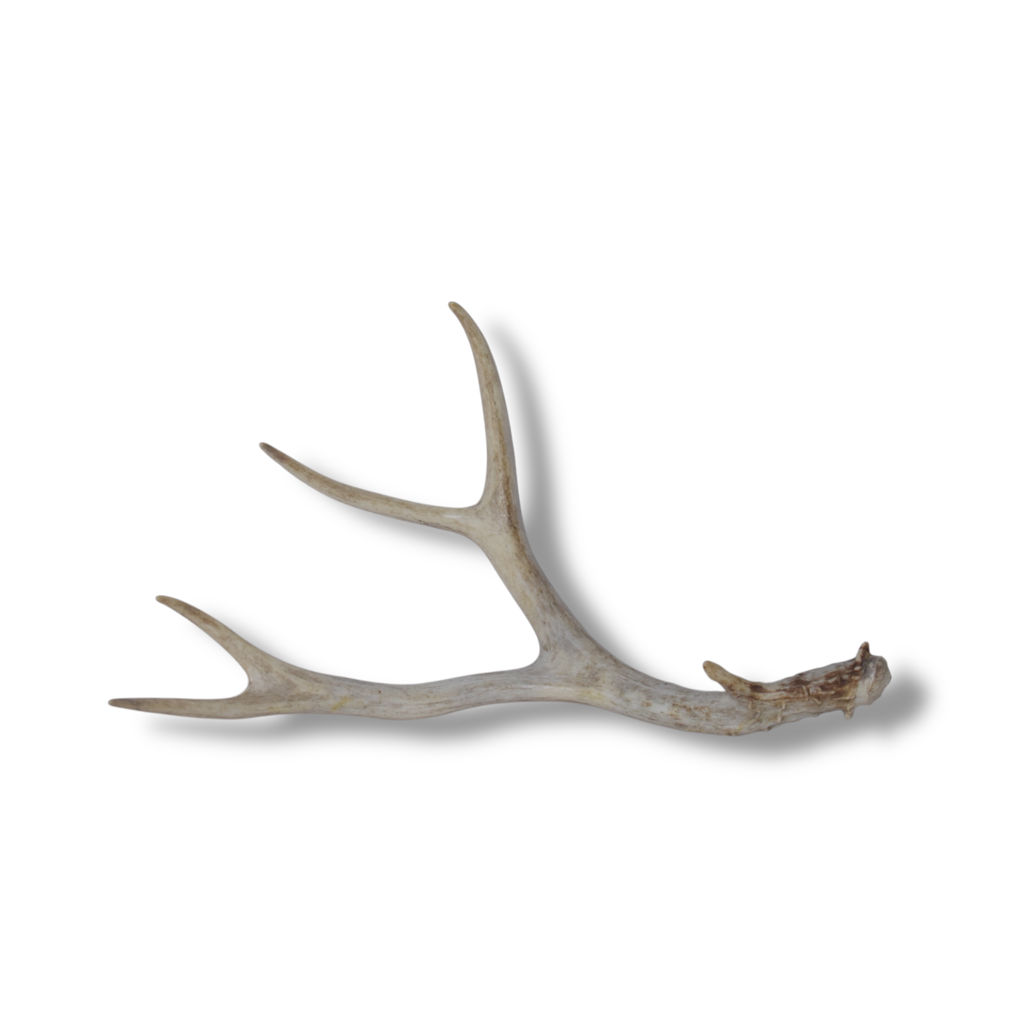 Mule Deer Antler | Small Size | 44