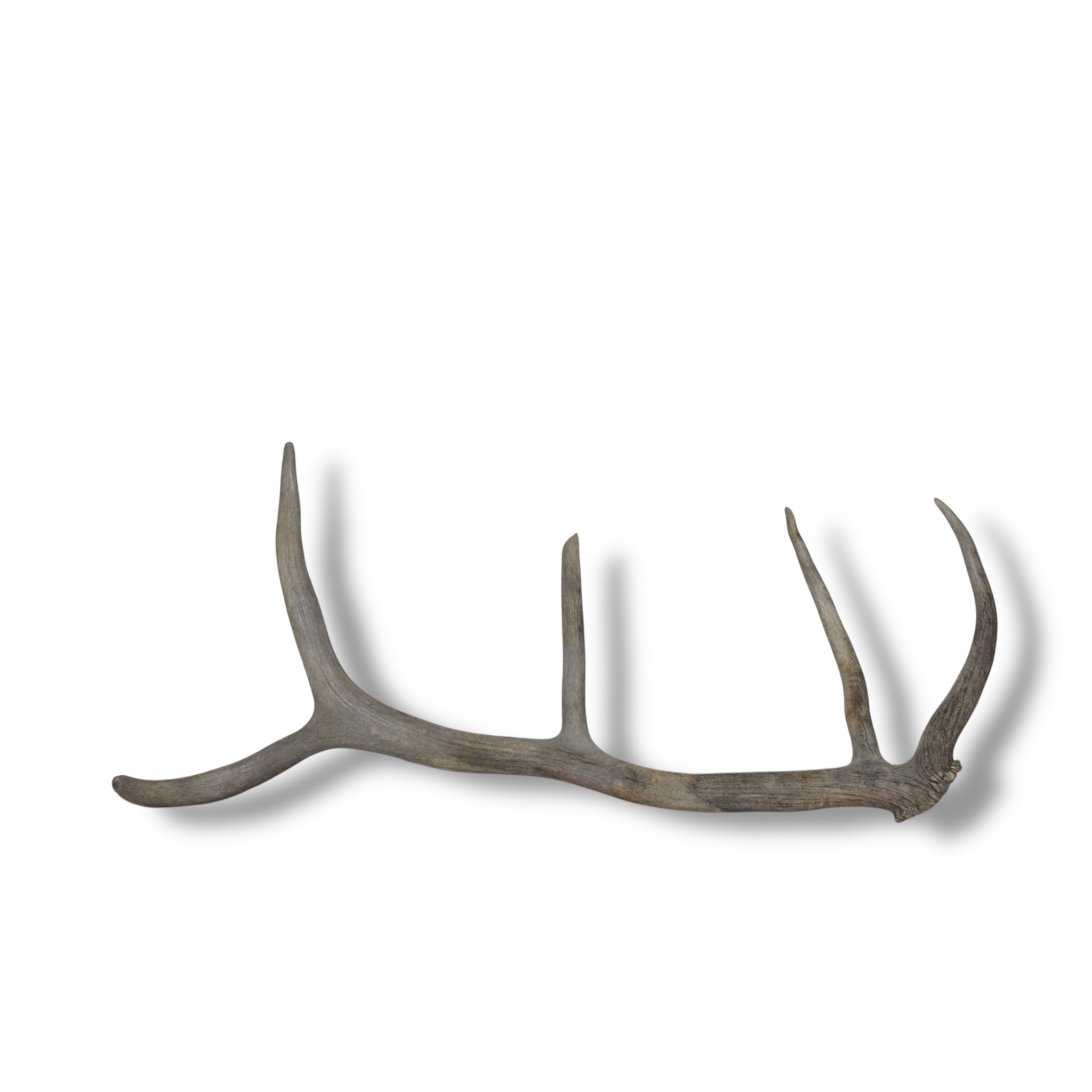 Elk Antler | Small Size | 91