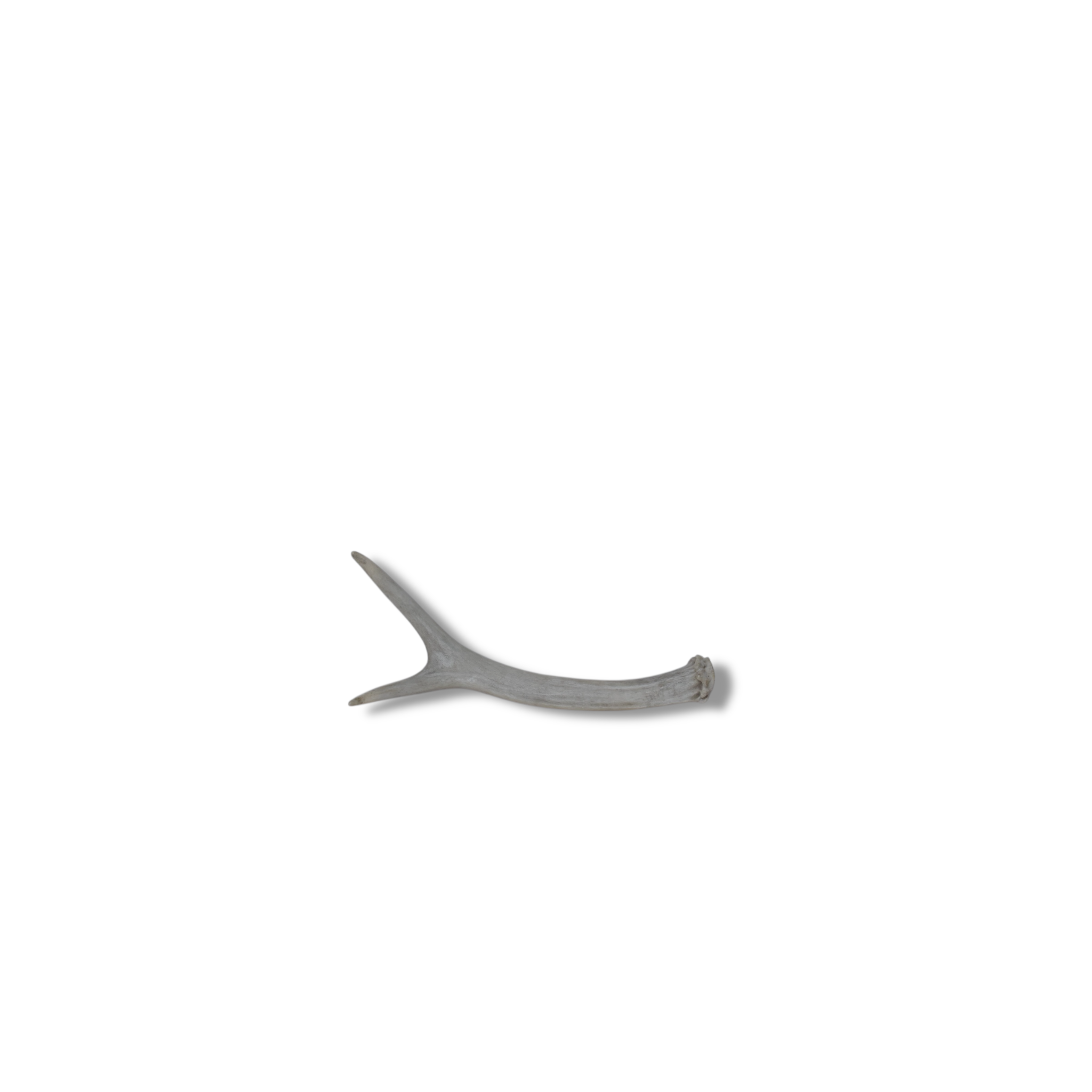 Mule Deer Antler | Extra-Small Size | 23