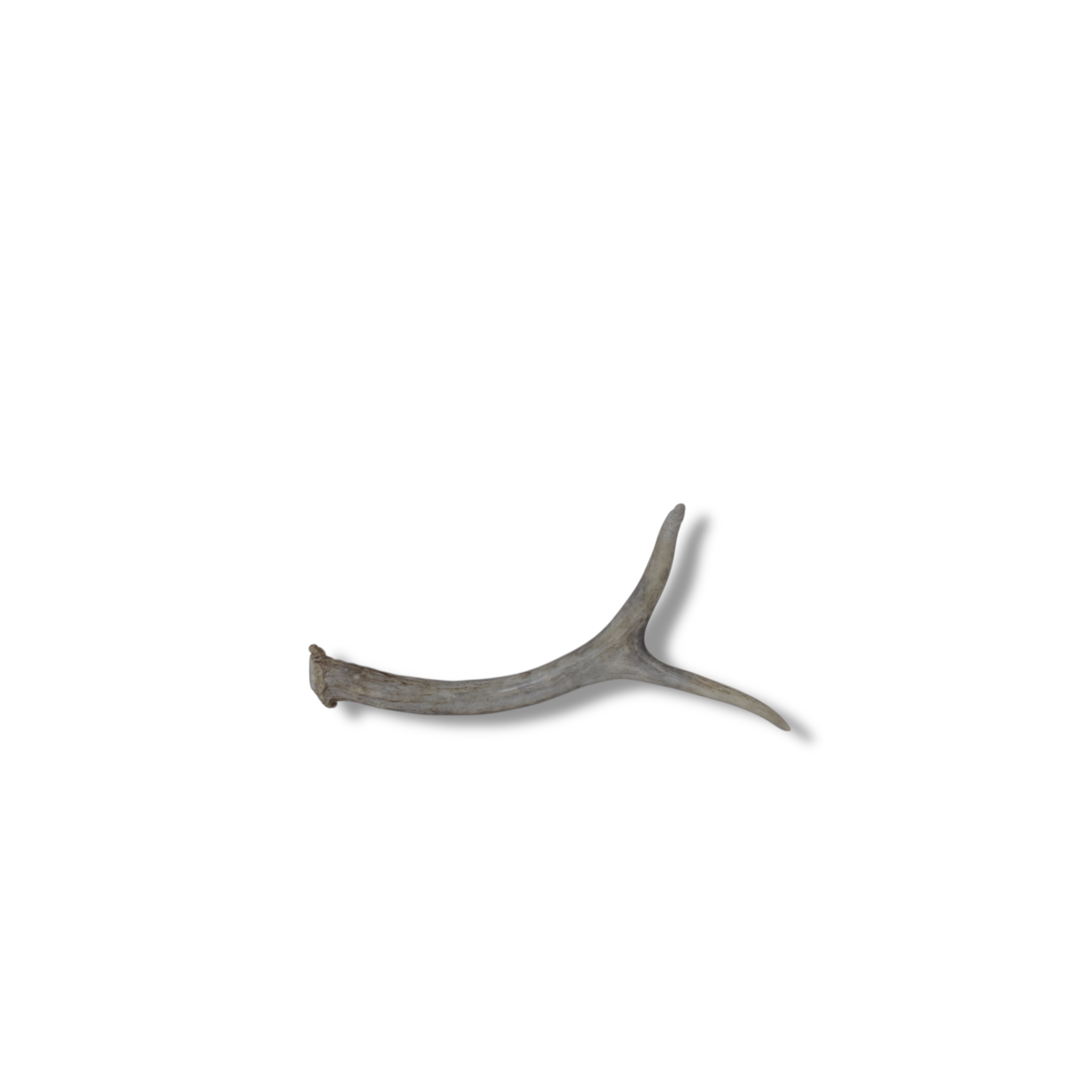 Mule Deer Antler | 21