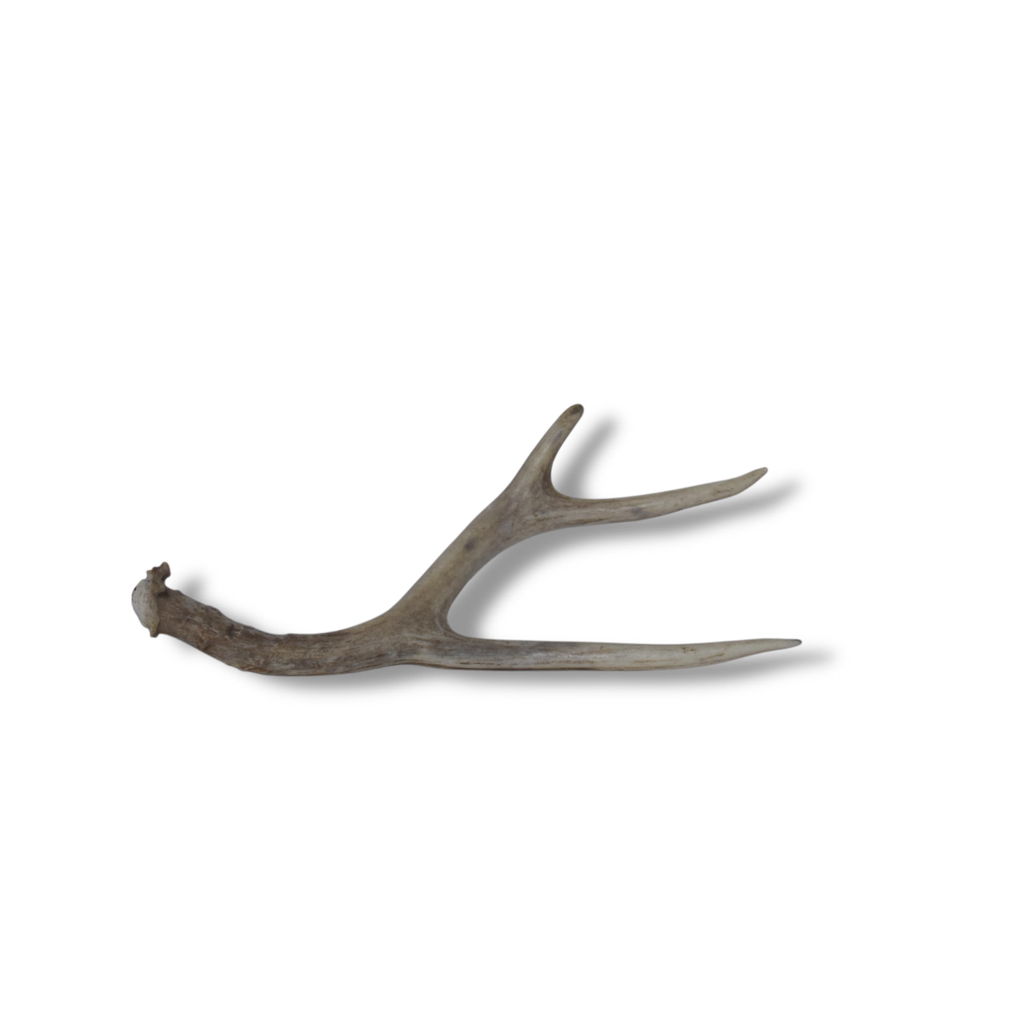 Mule Deer Antler | Small Size | 25