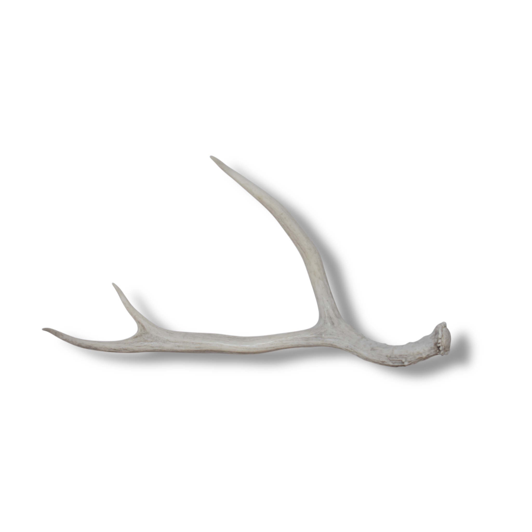 Mule Deer Antler | 39