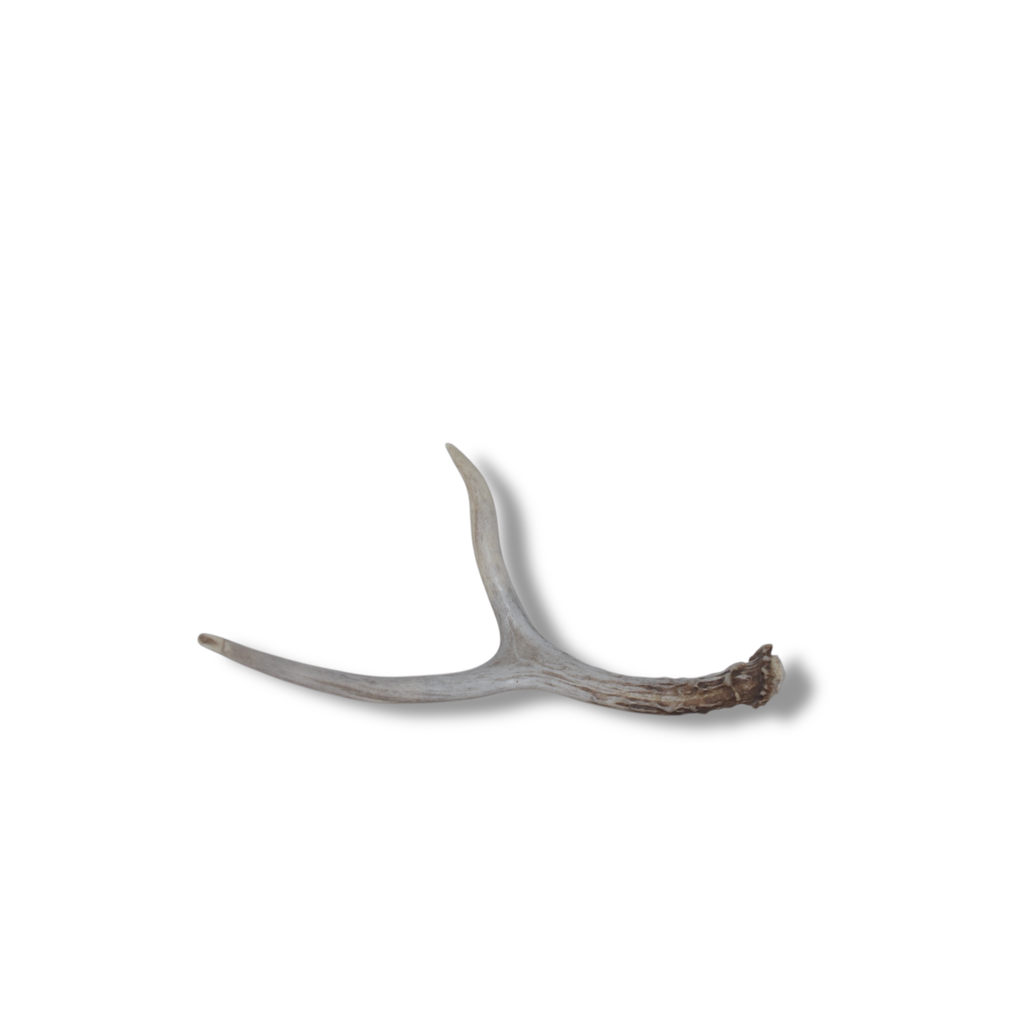 Mule Deer Antler | Small Size | 33
