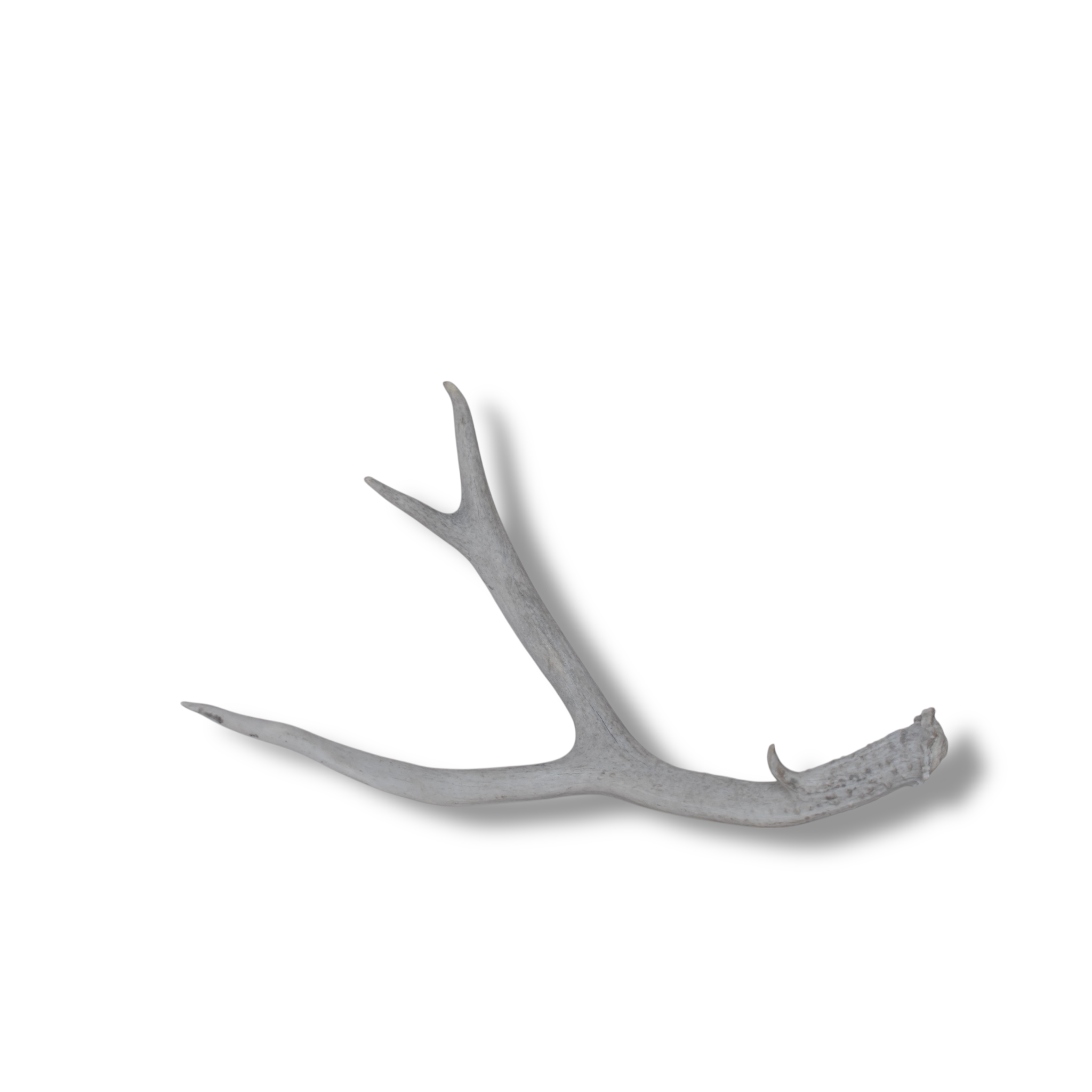 Mule Deer Antler | Medium Size | 46