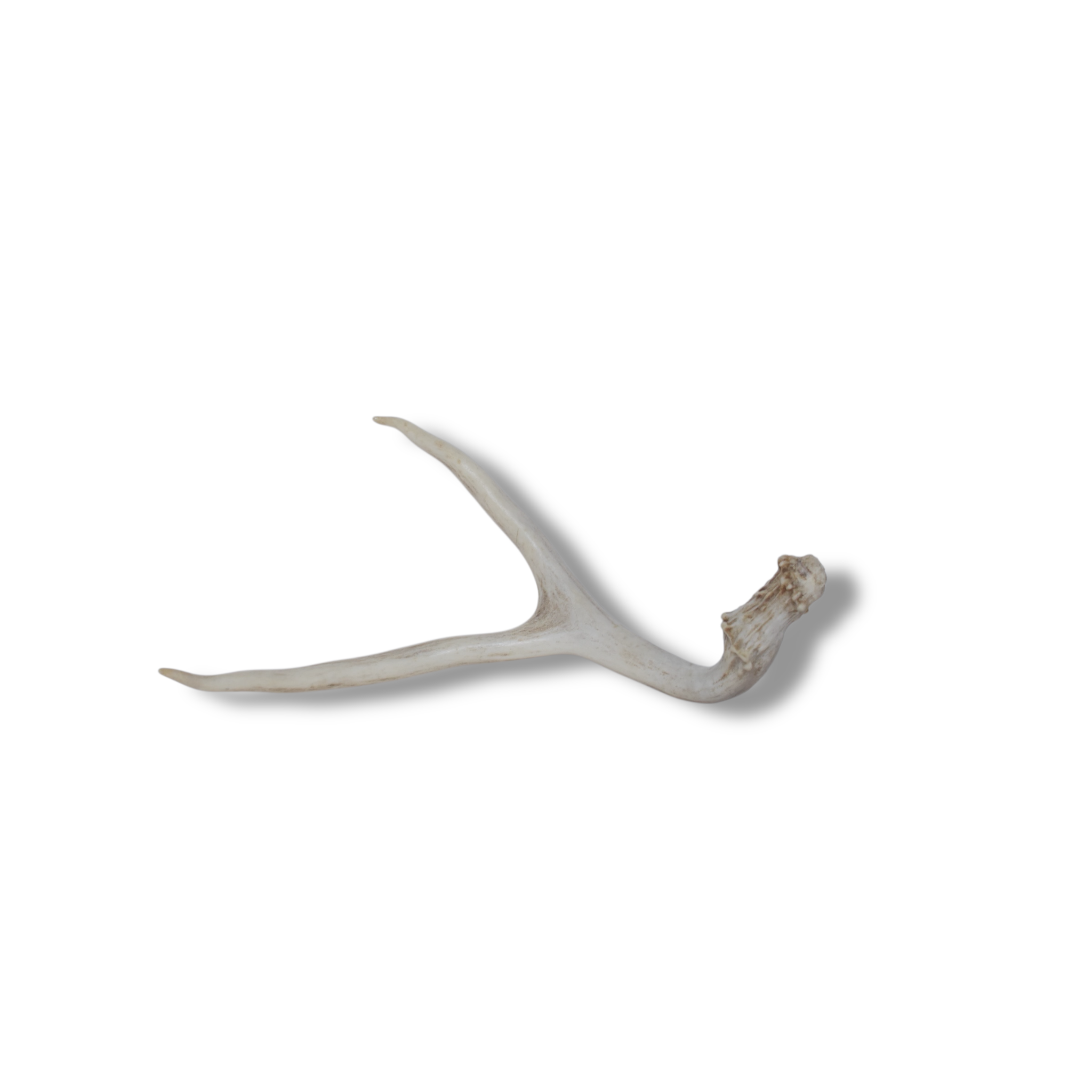 Mule Deer Antler | 26