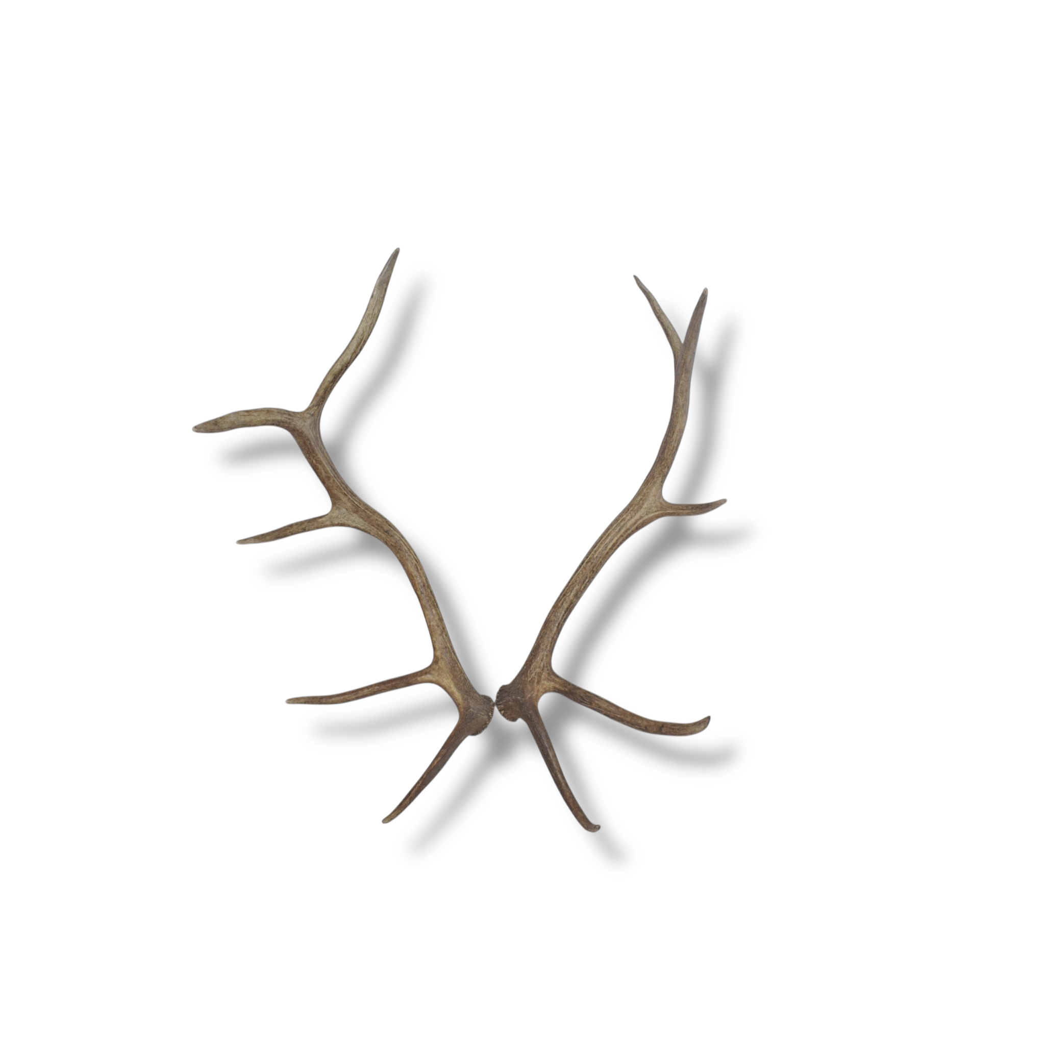 Elk Antler Set | Medium | 96