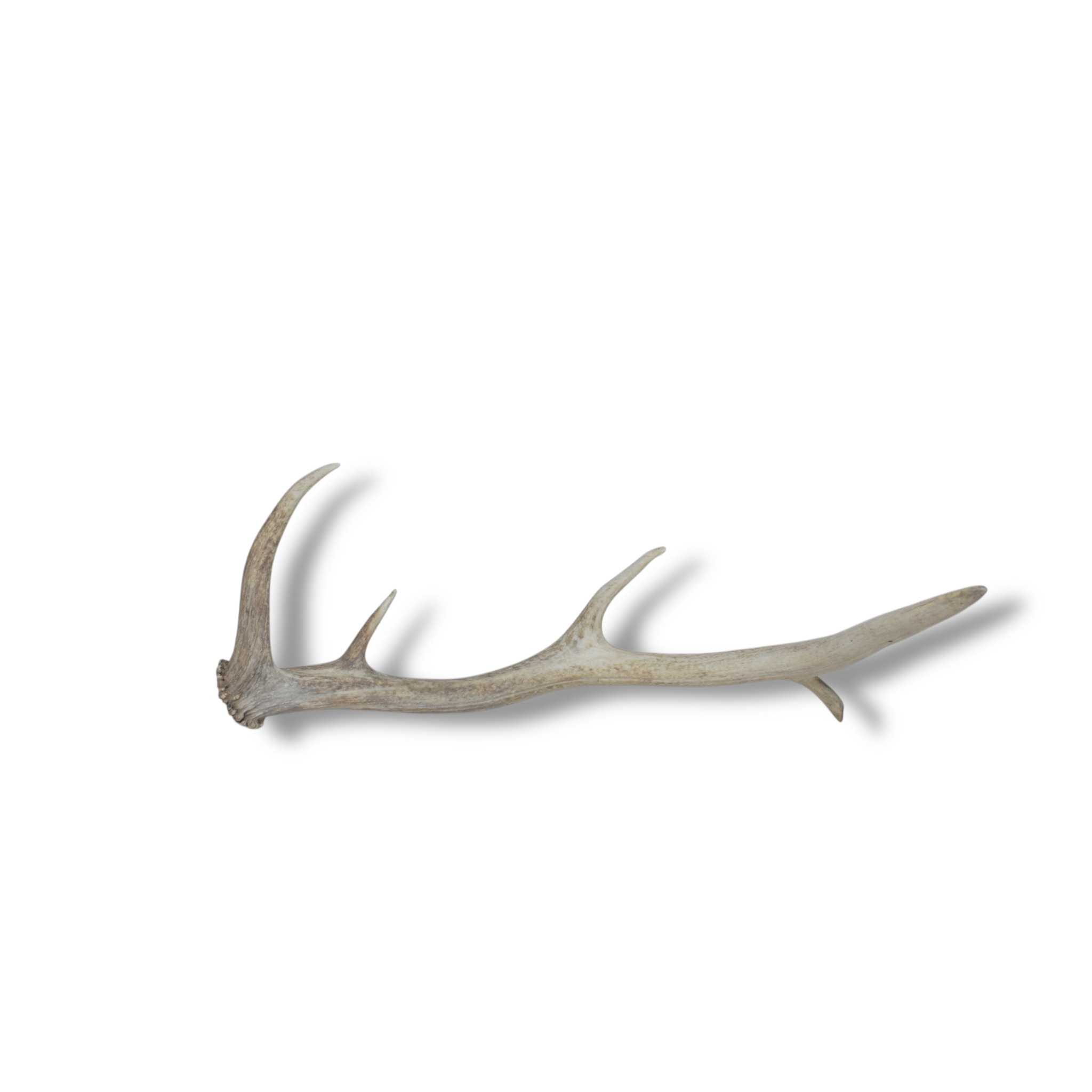 Elk Antler | 87