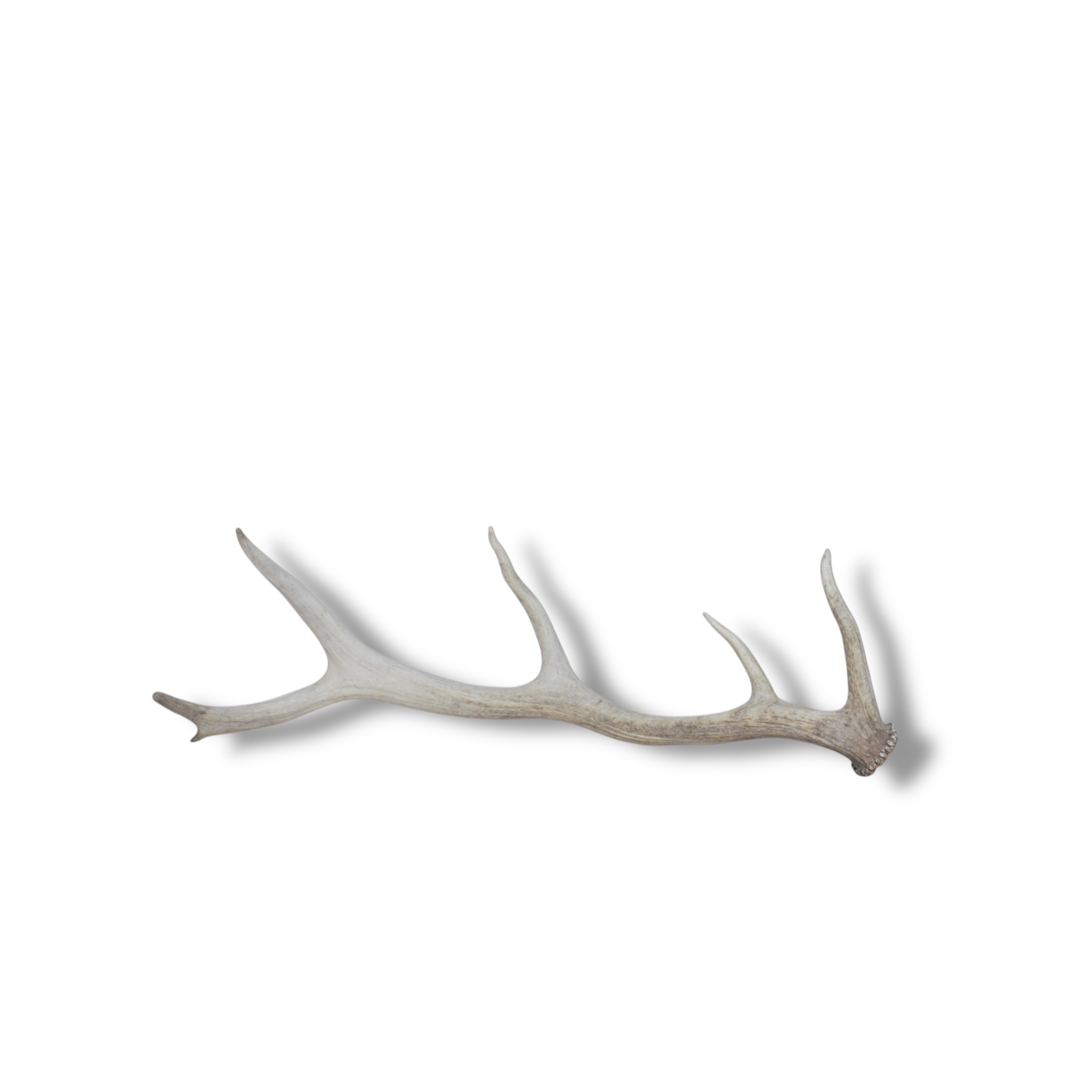 Elk Antler | Small Size | 68